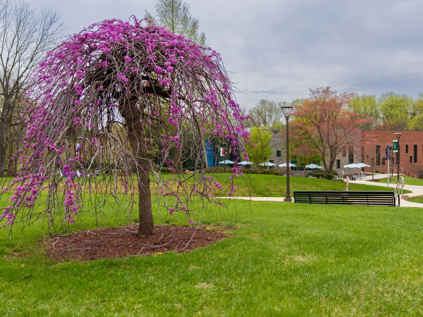A pink flowering tree in green grass on a college campus