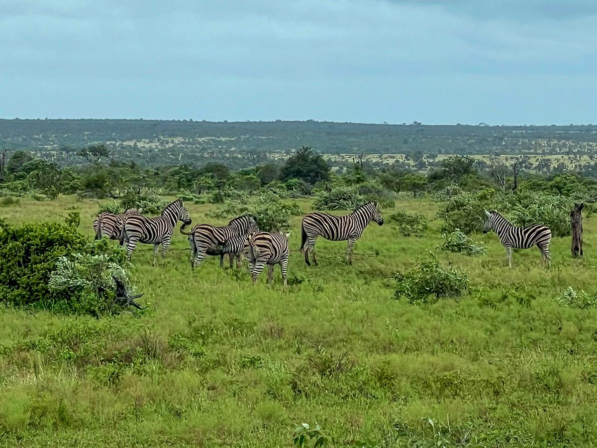 A group of zebras stands on a lush green savanna under a cloudy sky. The scene is peaceful and expansive, with distant trees on the horizon.