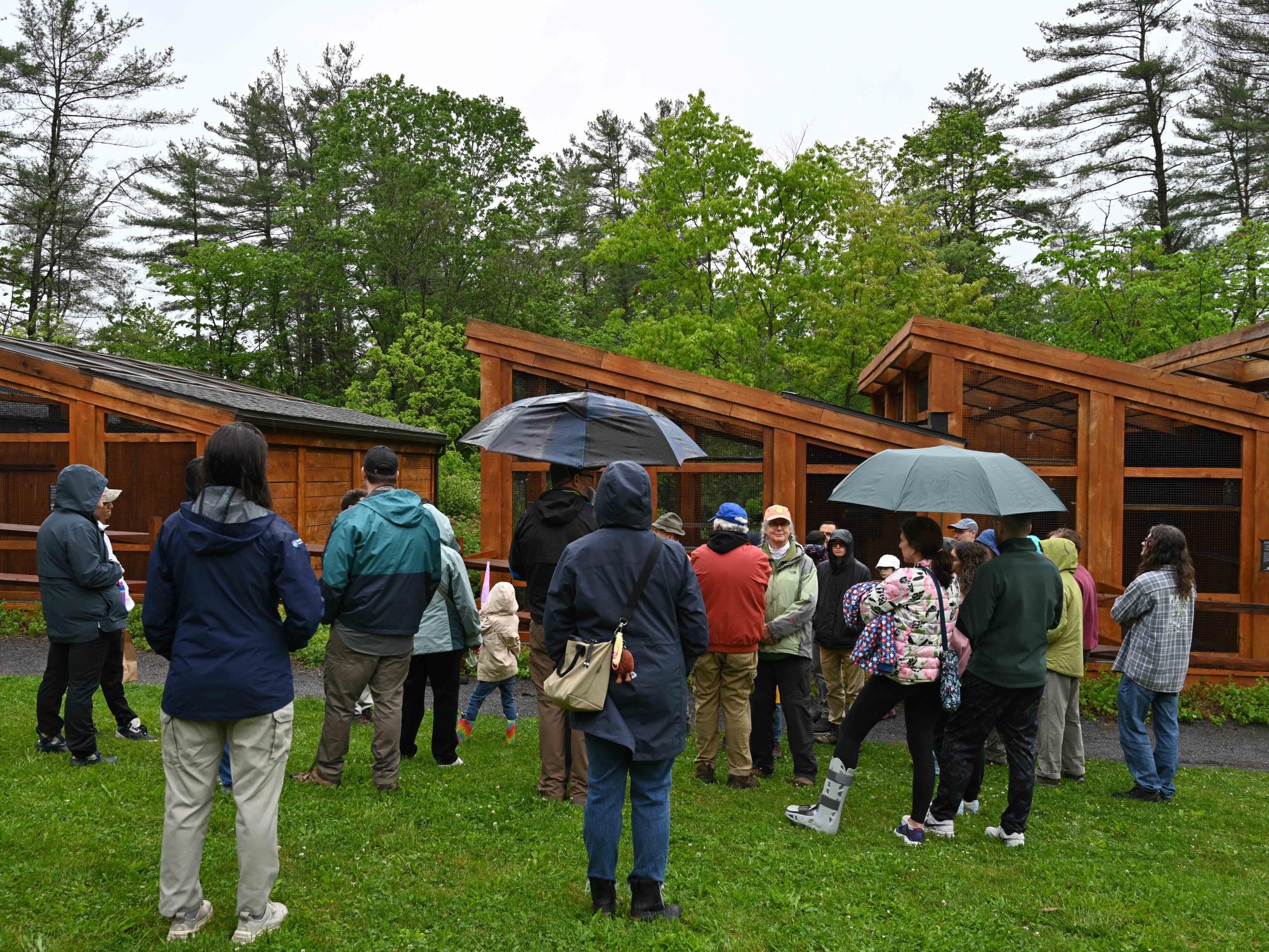 A group of visitors with umbrellas gathers outdoors near wooden raptor enclosures surrounded by trees during a rainy event.