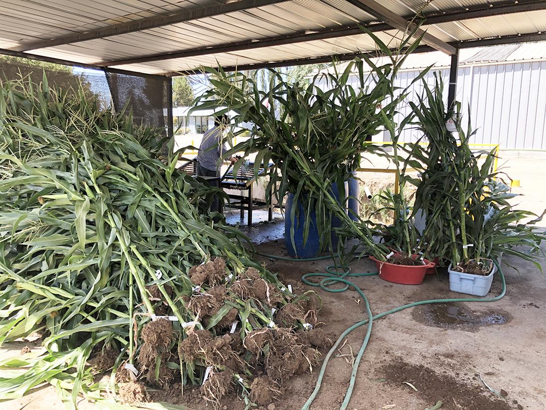 ready for processing