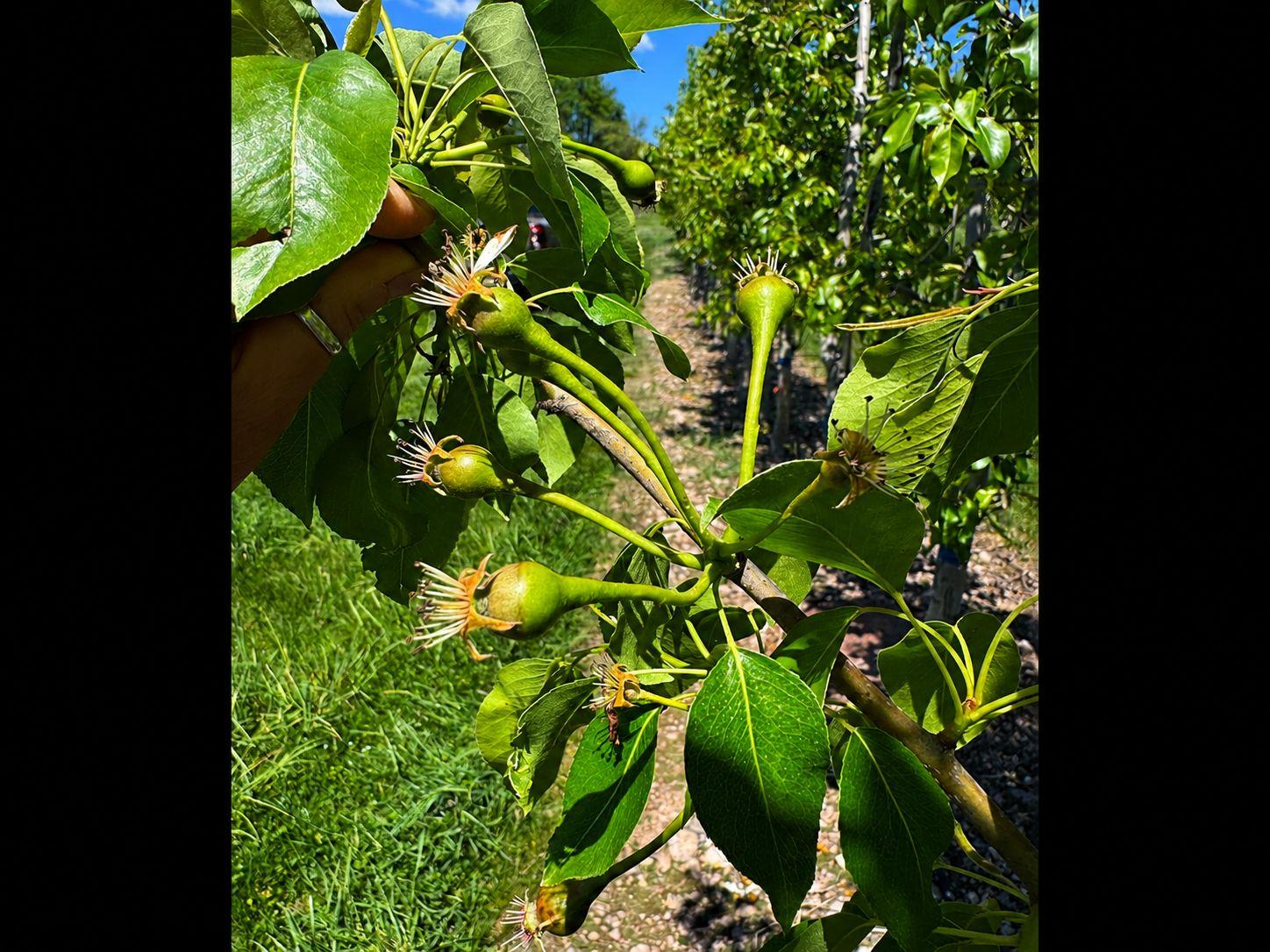 harrow-pear-frost-ring.jpg