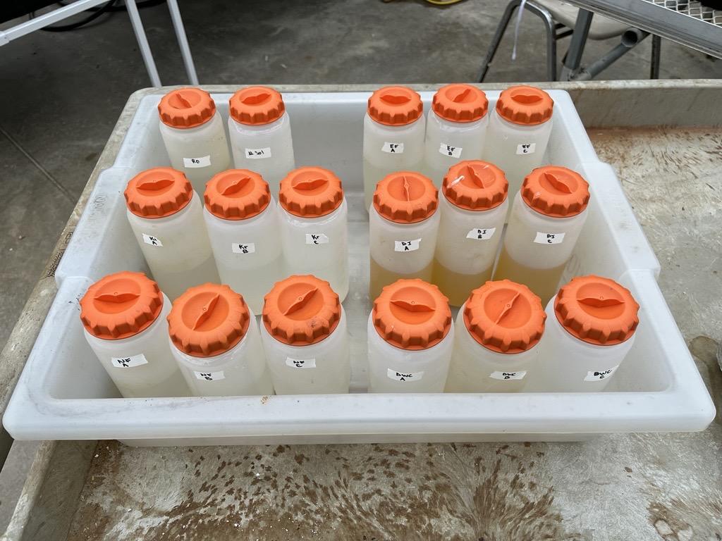 bottles in tray