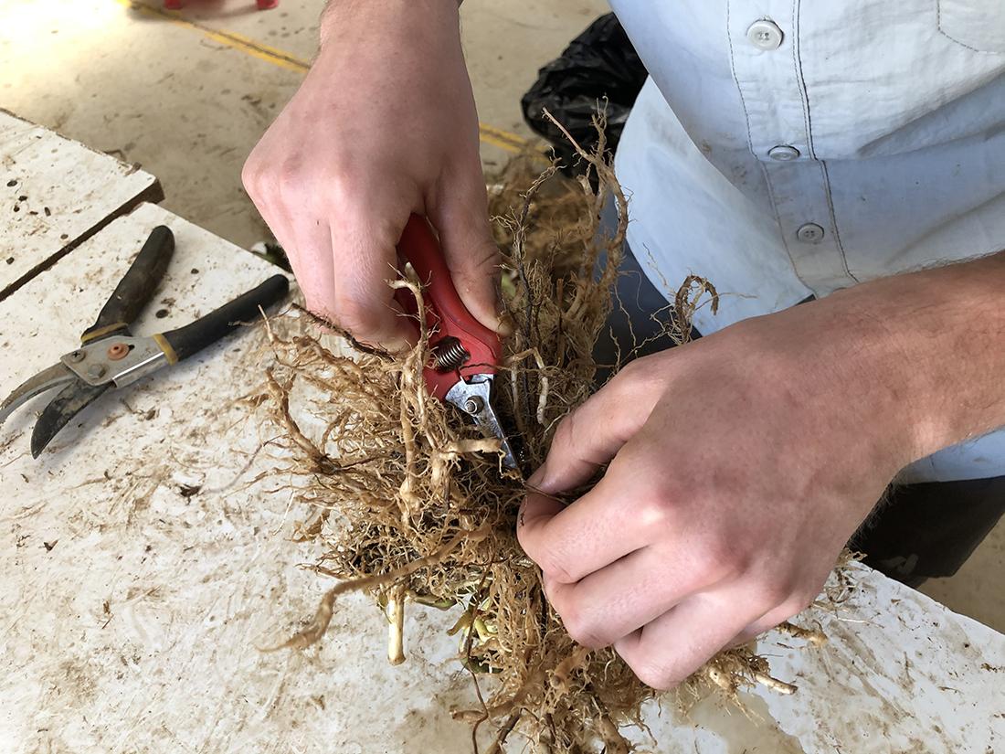 preparing root samples