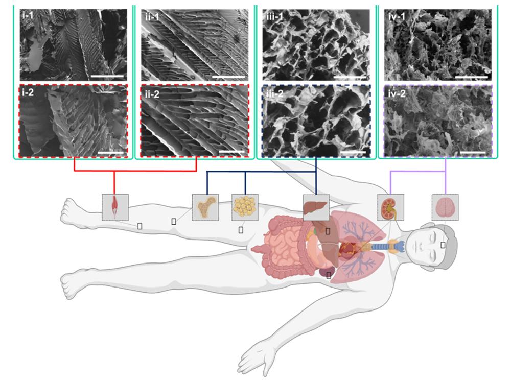 A schematic pairing various cryogels with tissues throughout the human body