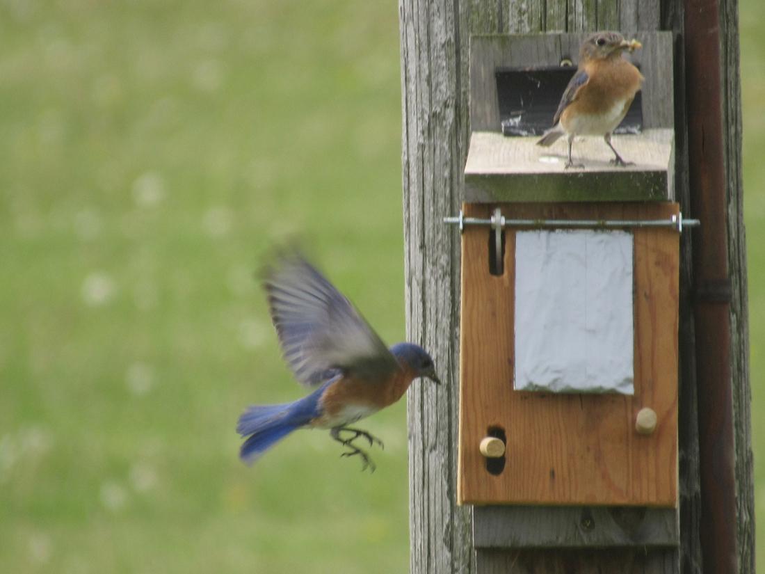 2 birds at nest box