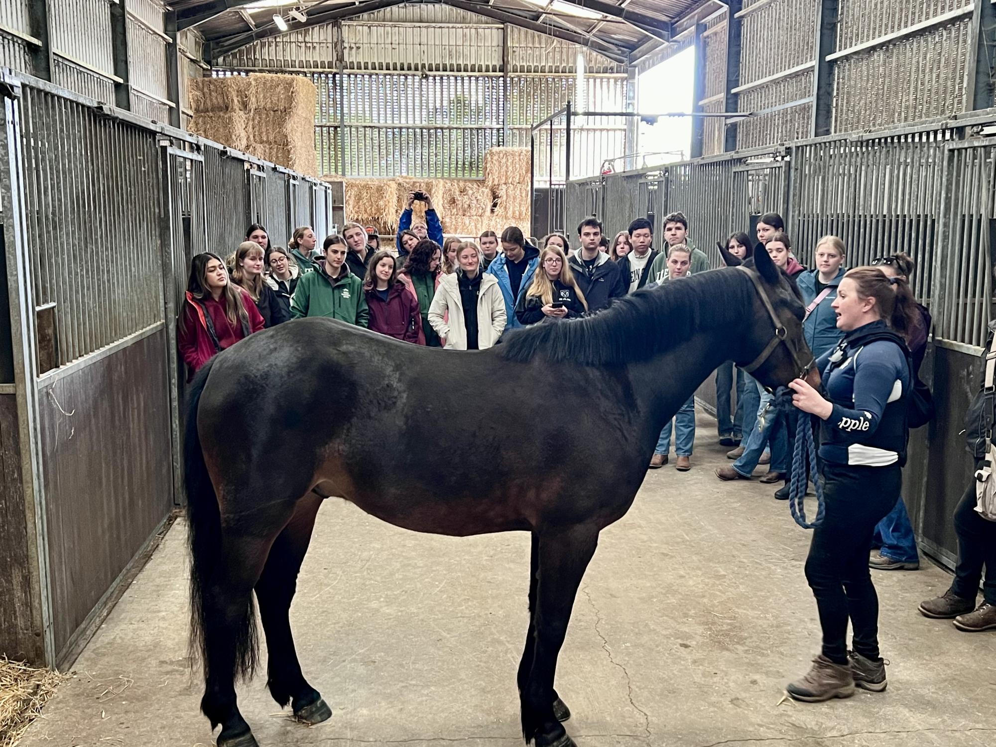 Students from Penn State pose with a horse in Ireland.