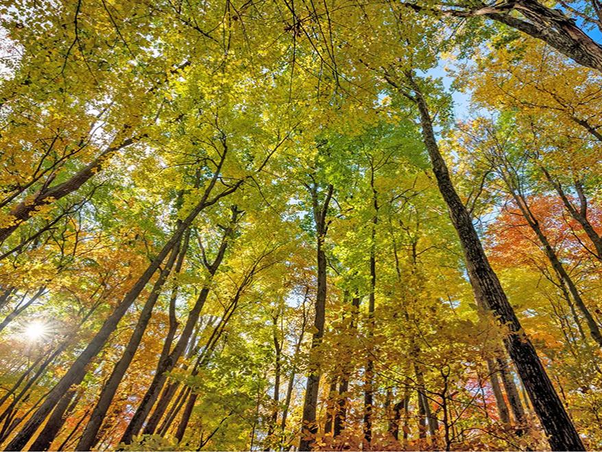 colorful skinny trees