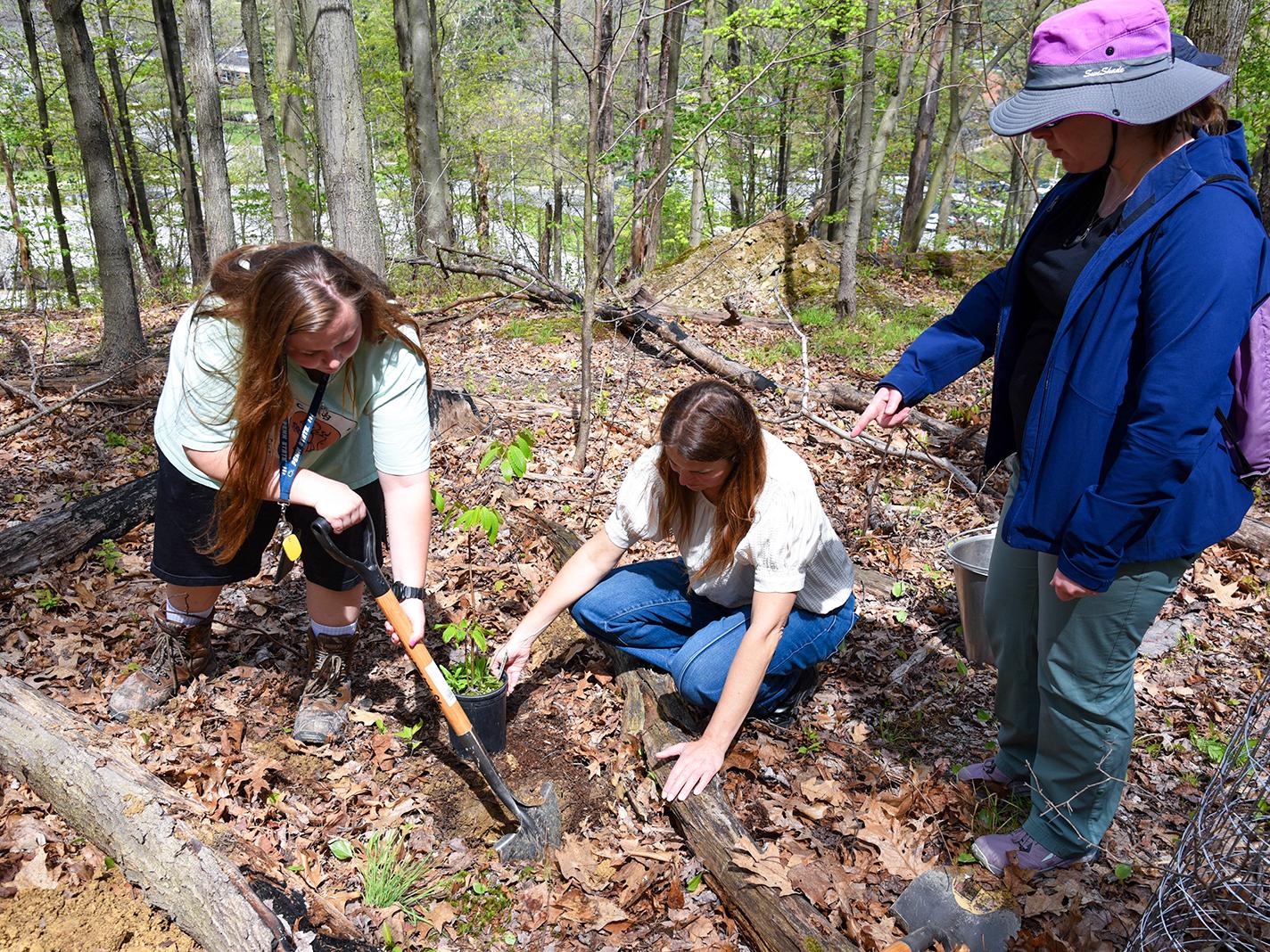 Three volunteers plant a sapling in a wooded area as one digs with a shovel and another points nearby.