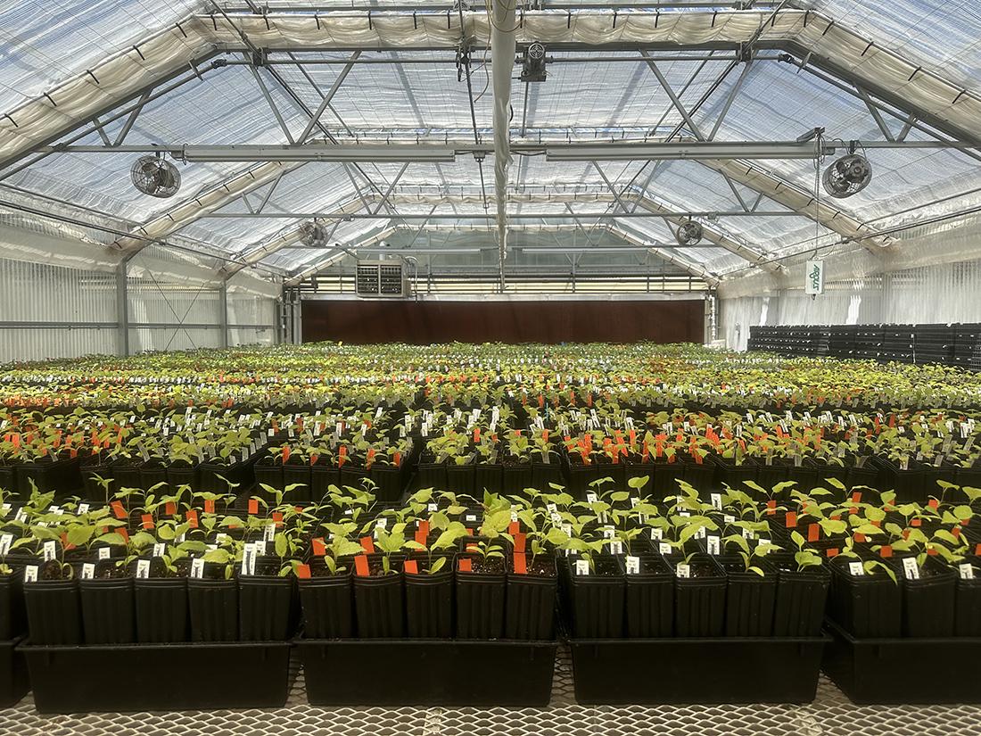 at Mendel's Way greenhouse