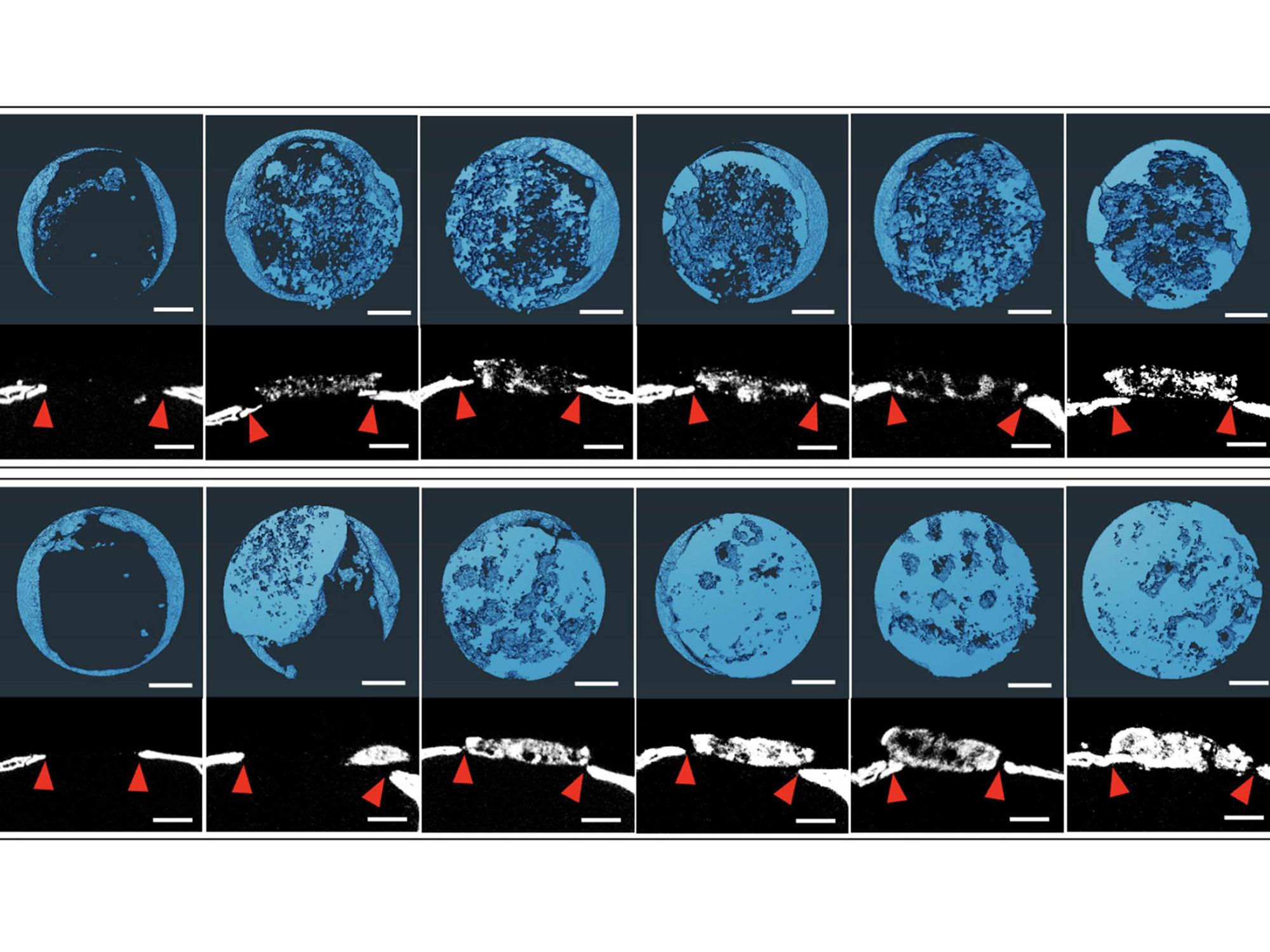 A research figure showing two rows of six disticntly different X-rays of bone tissue. The top row, taken at three weeks, showcases less full regeneration than the bottom row, taken at six weeks.