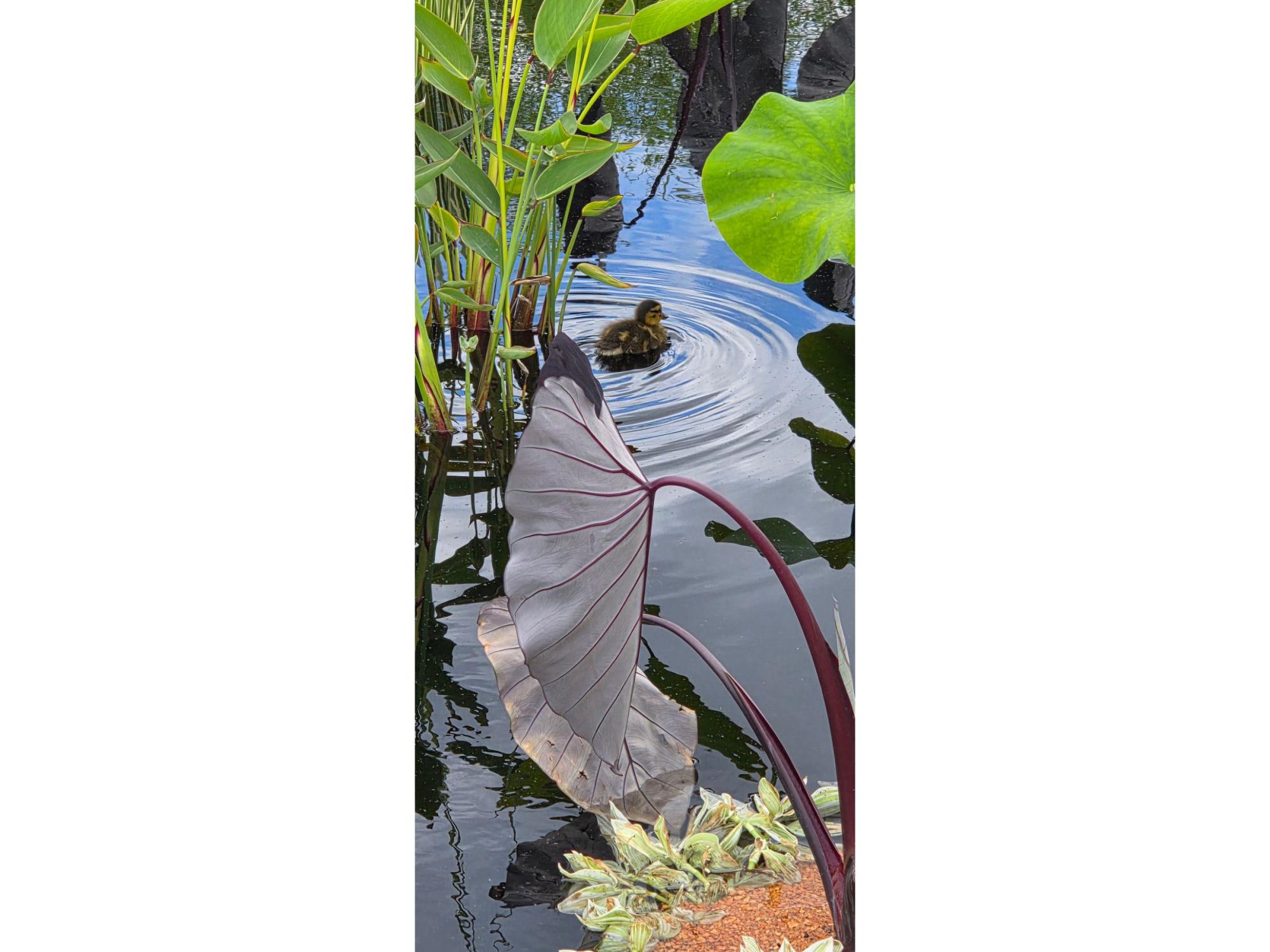 A baby duck swims in a pond between green and purple plant leaves