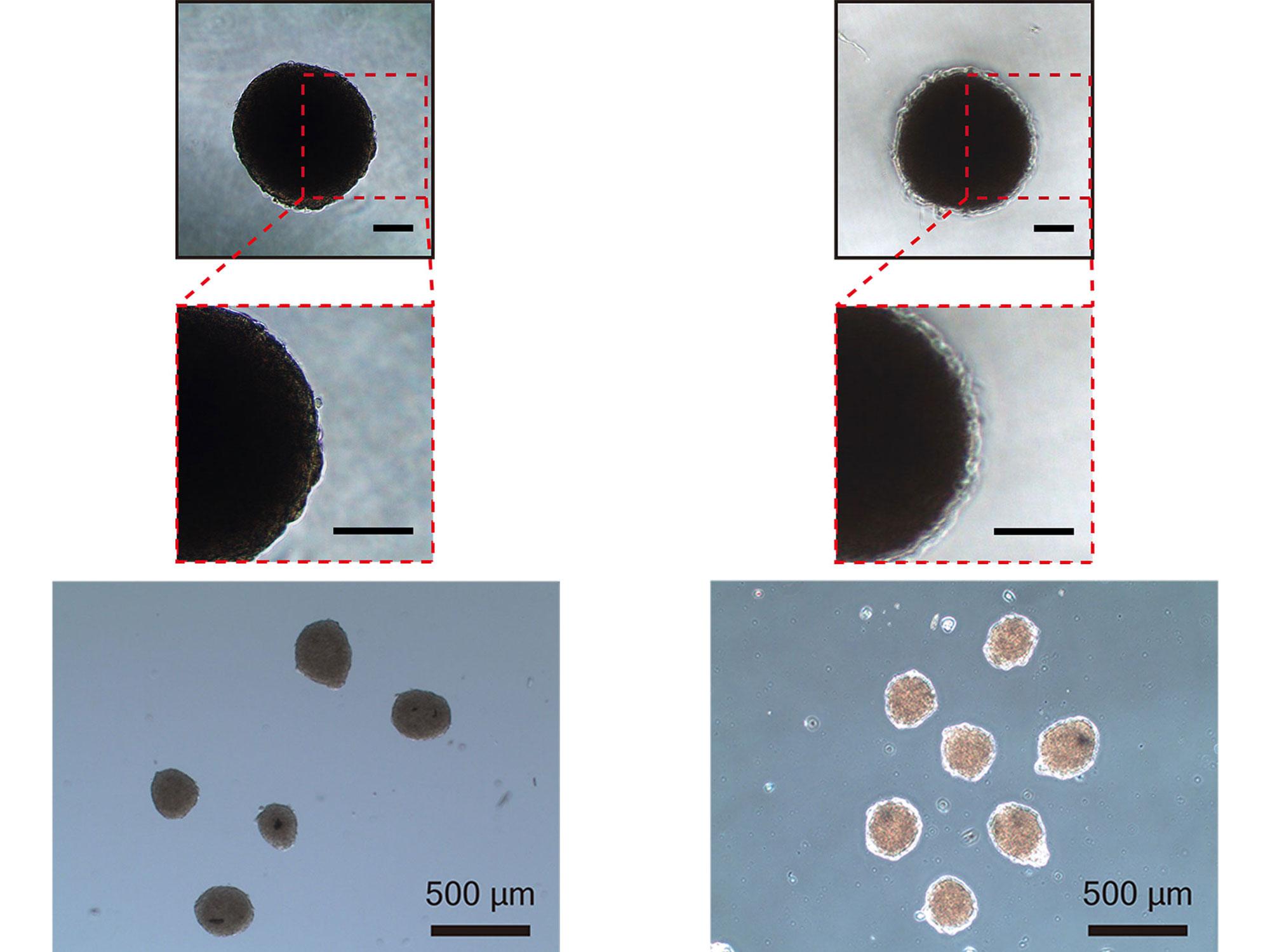 Phase-contrast images compare uncoated spheroids (left) with BZP-coated spheroids (right), which show a visible protective film.