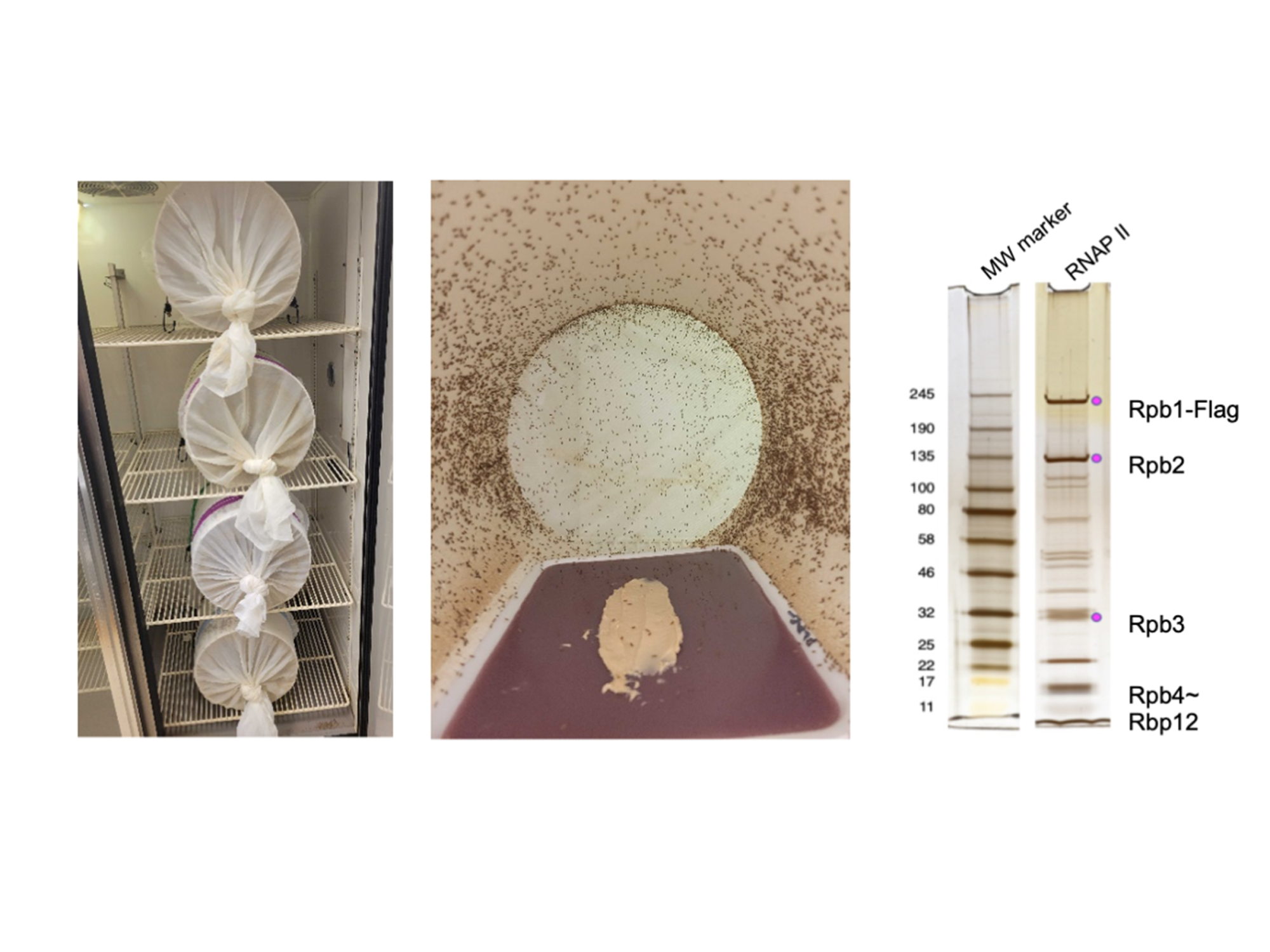 Flies and their eggs