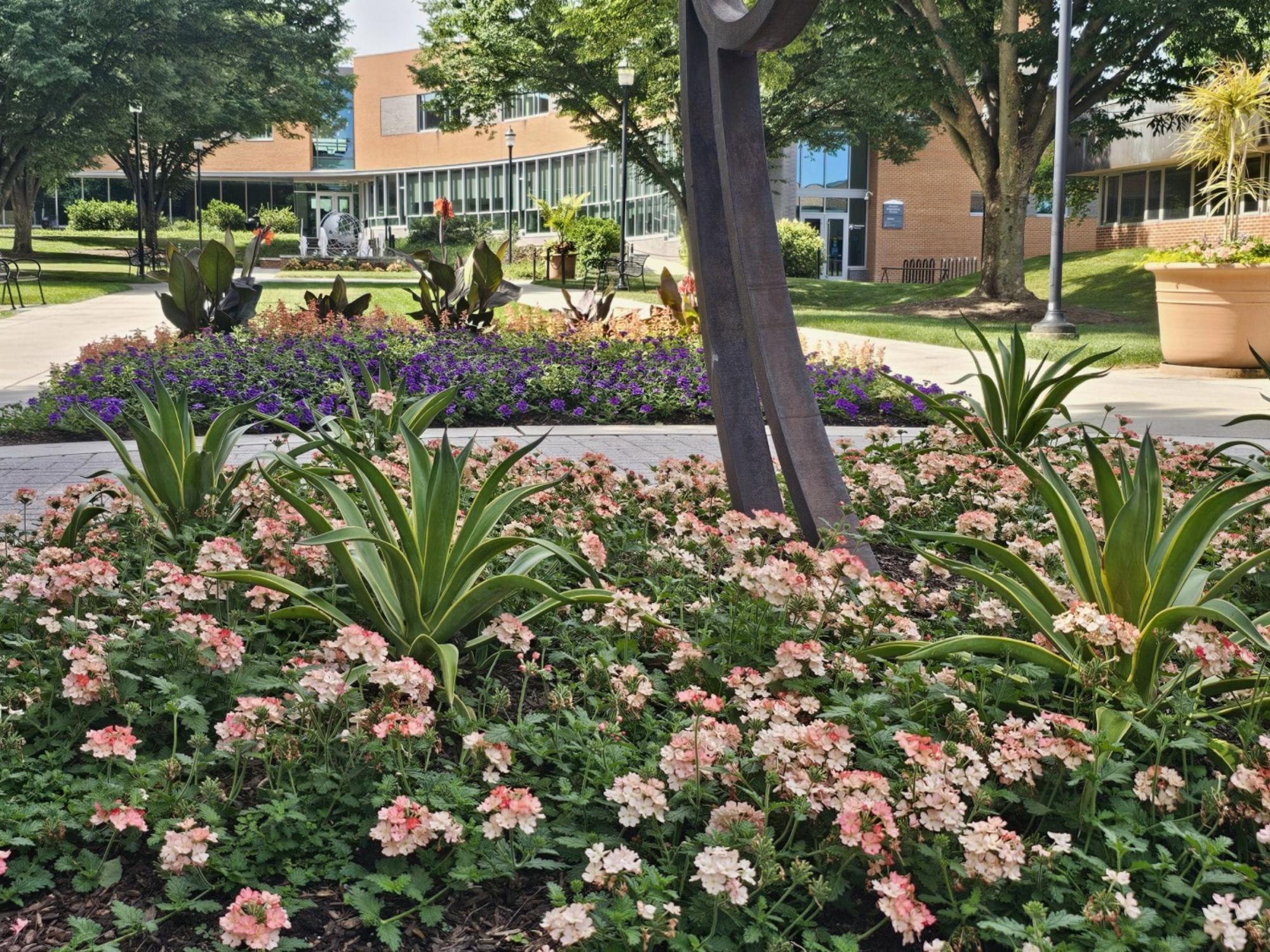 Pictures of flowers and landscaping on a college campus on a summer day