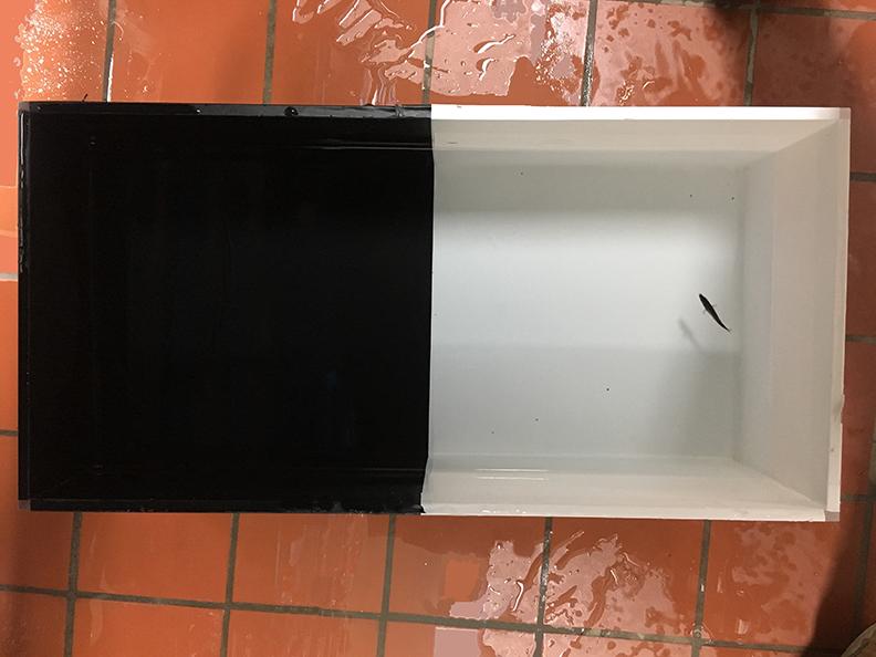Small fish in a large container, with one half colored black and the other white. 