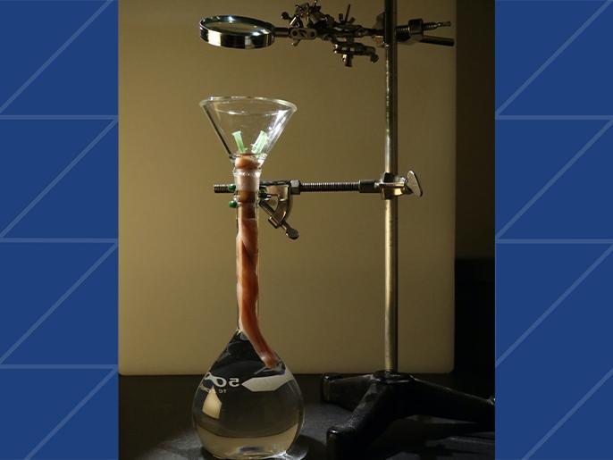 Image of a tall glass flask with liquid surrounding a section of umbilical cord