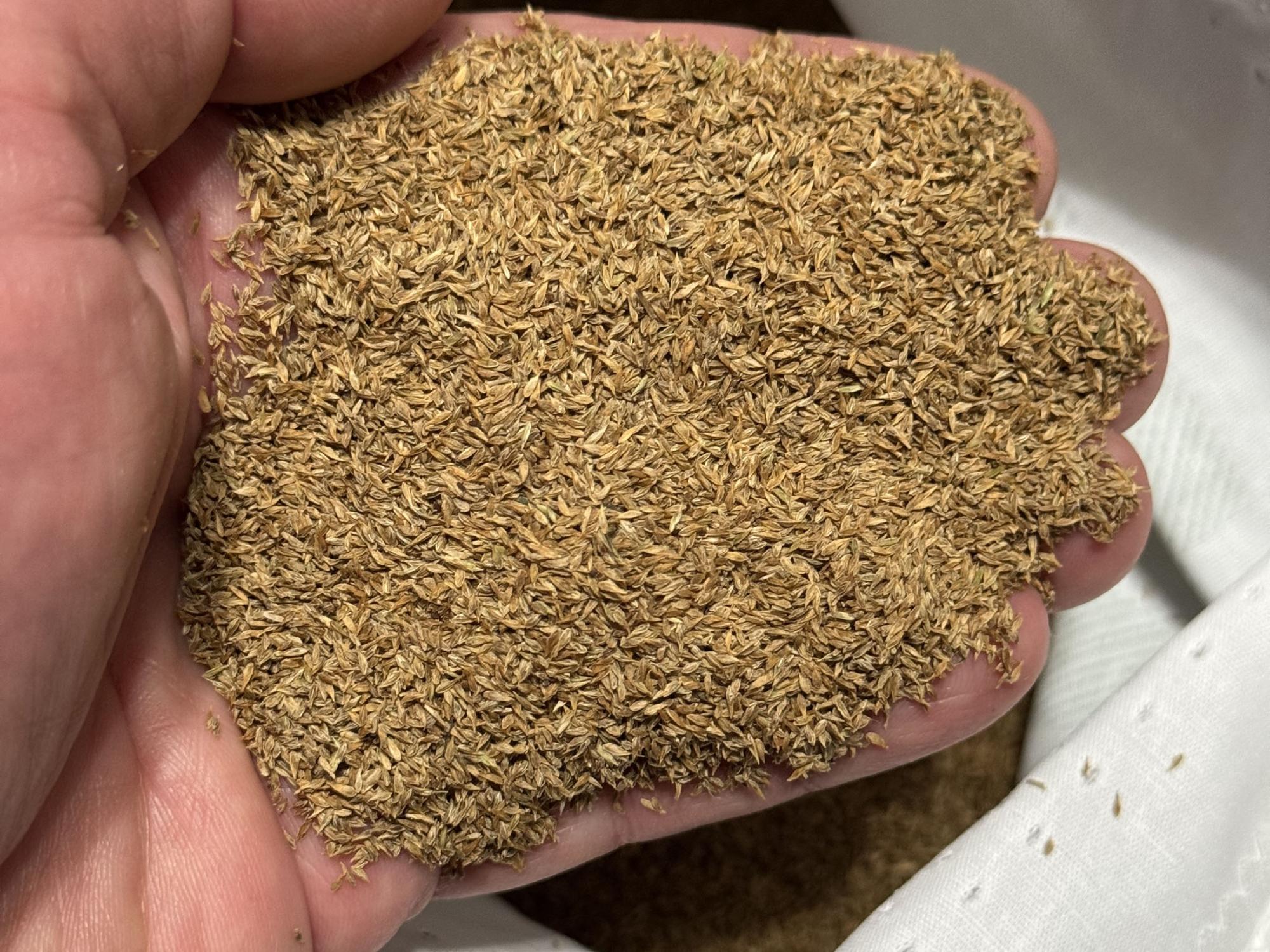 hand holding grass seeds