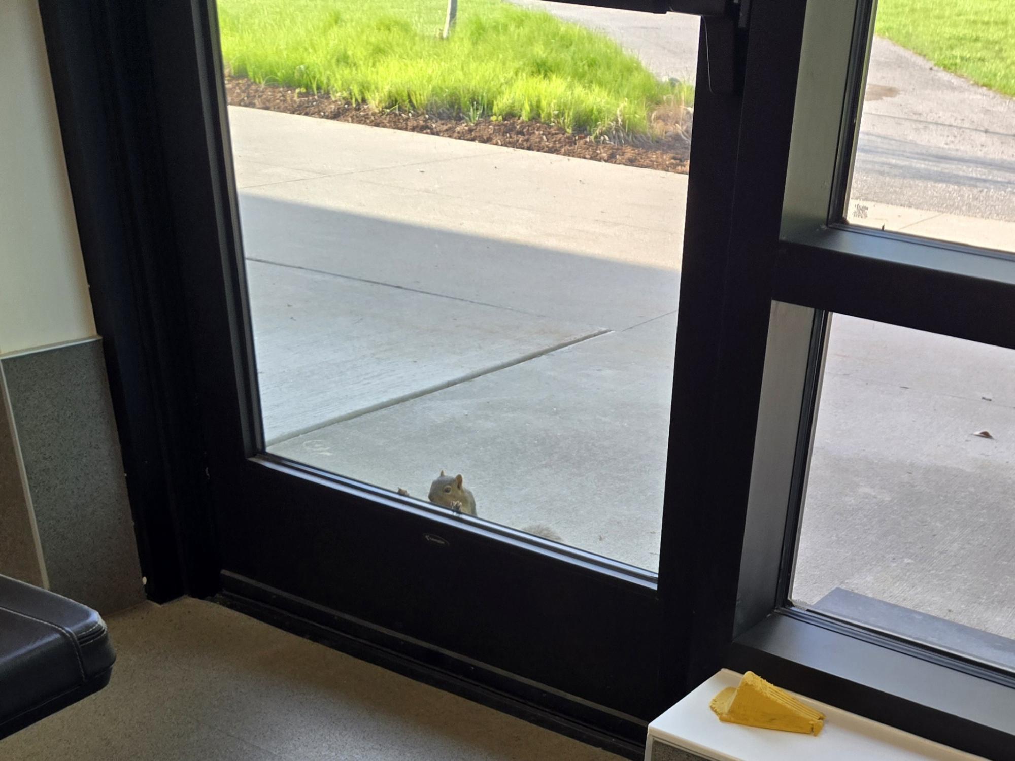 A squirrel stands on its hind legs and looks through a glass door