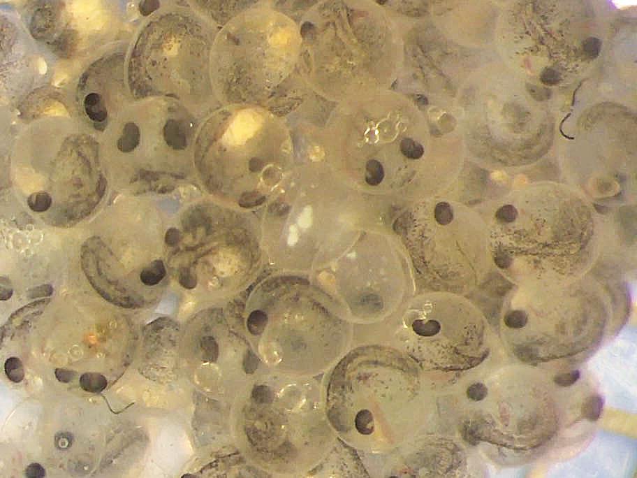 fish eggs