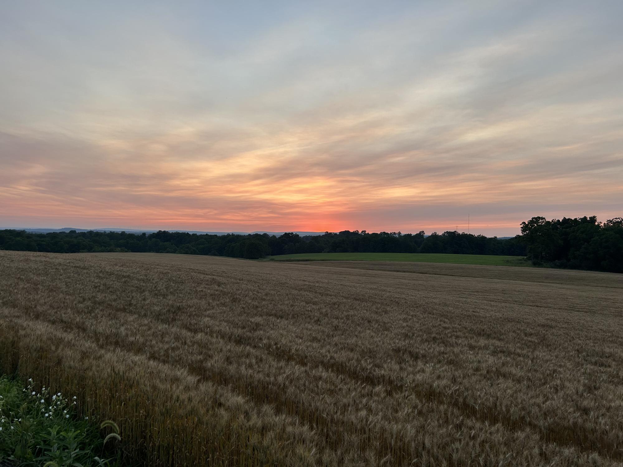 A wheat field at sunset