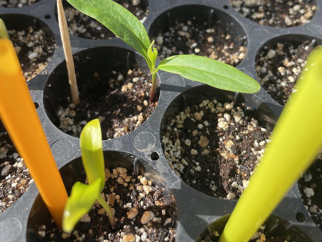 2 little seedlings