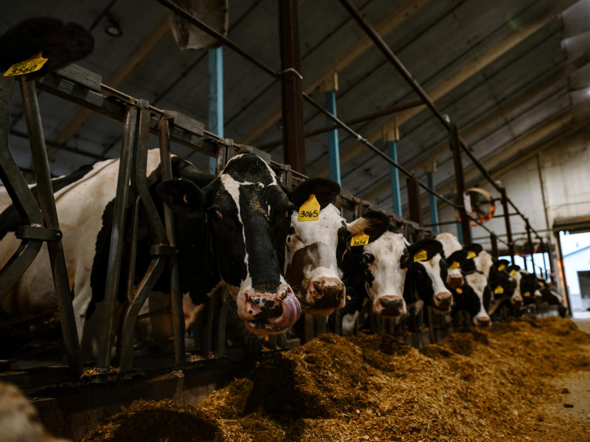A row of cows behind a fence look at the camera