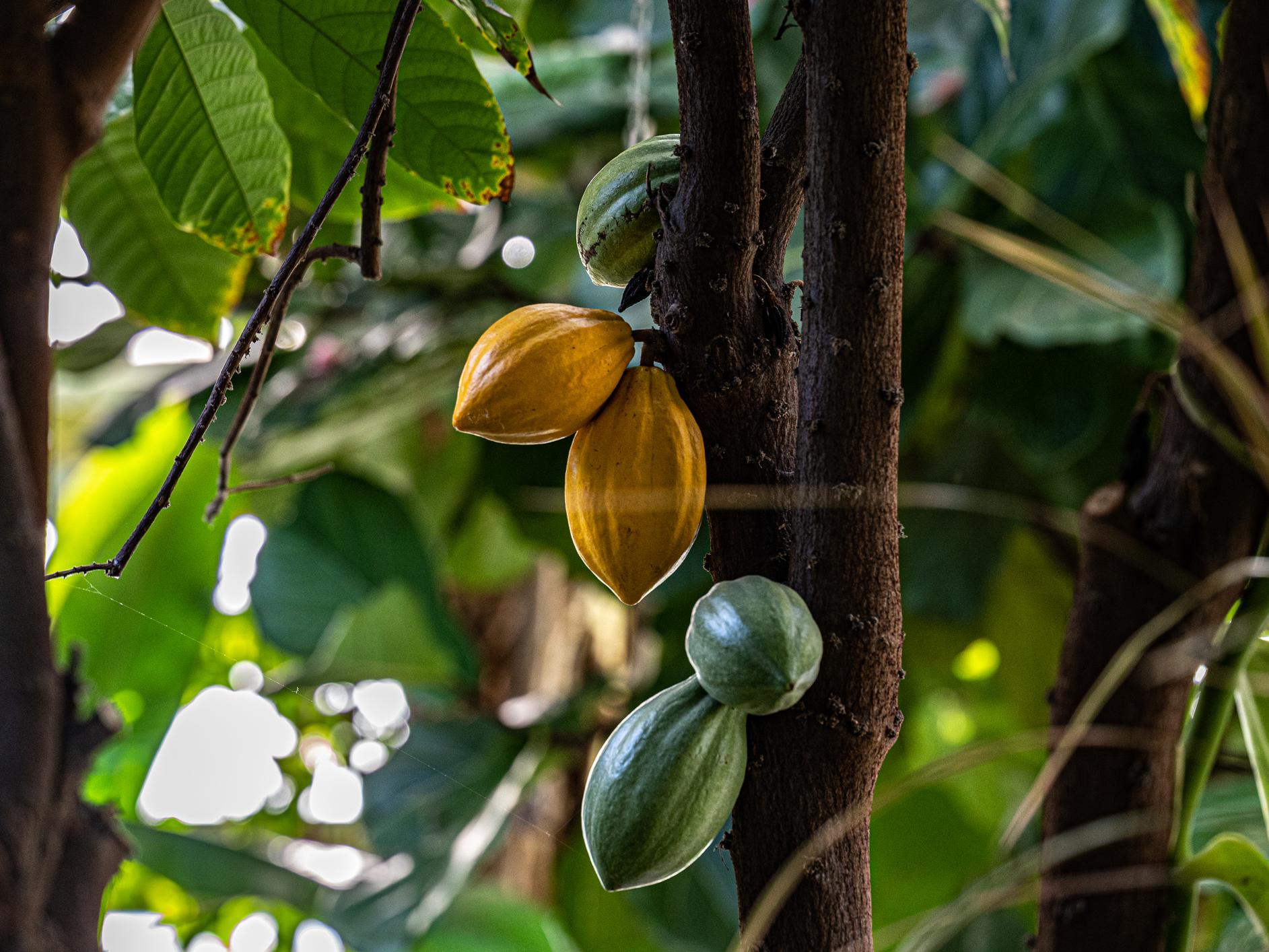 chocolate tree