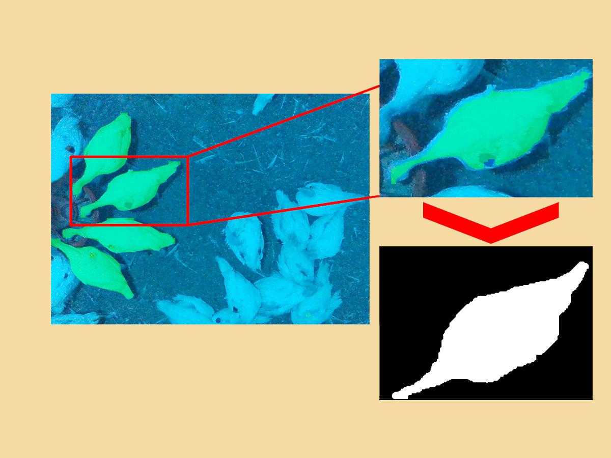 masking turkeys for AI