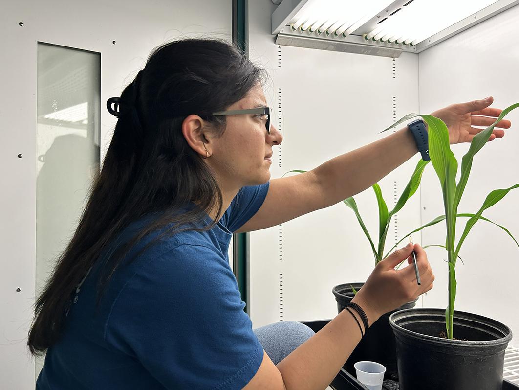 checking out plant