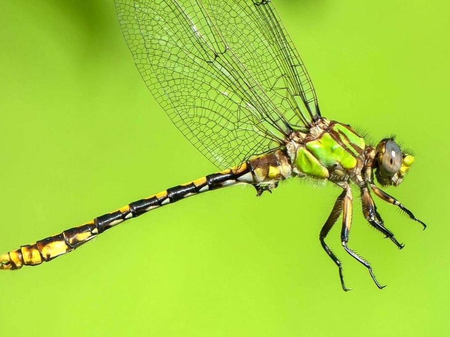 Appalachian snaketail dragonfly.