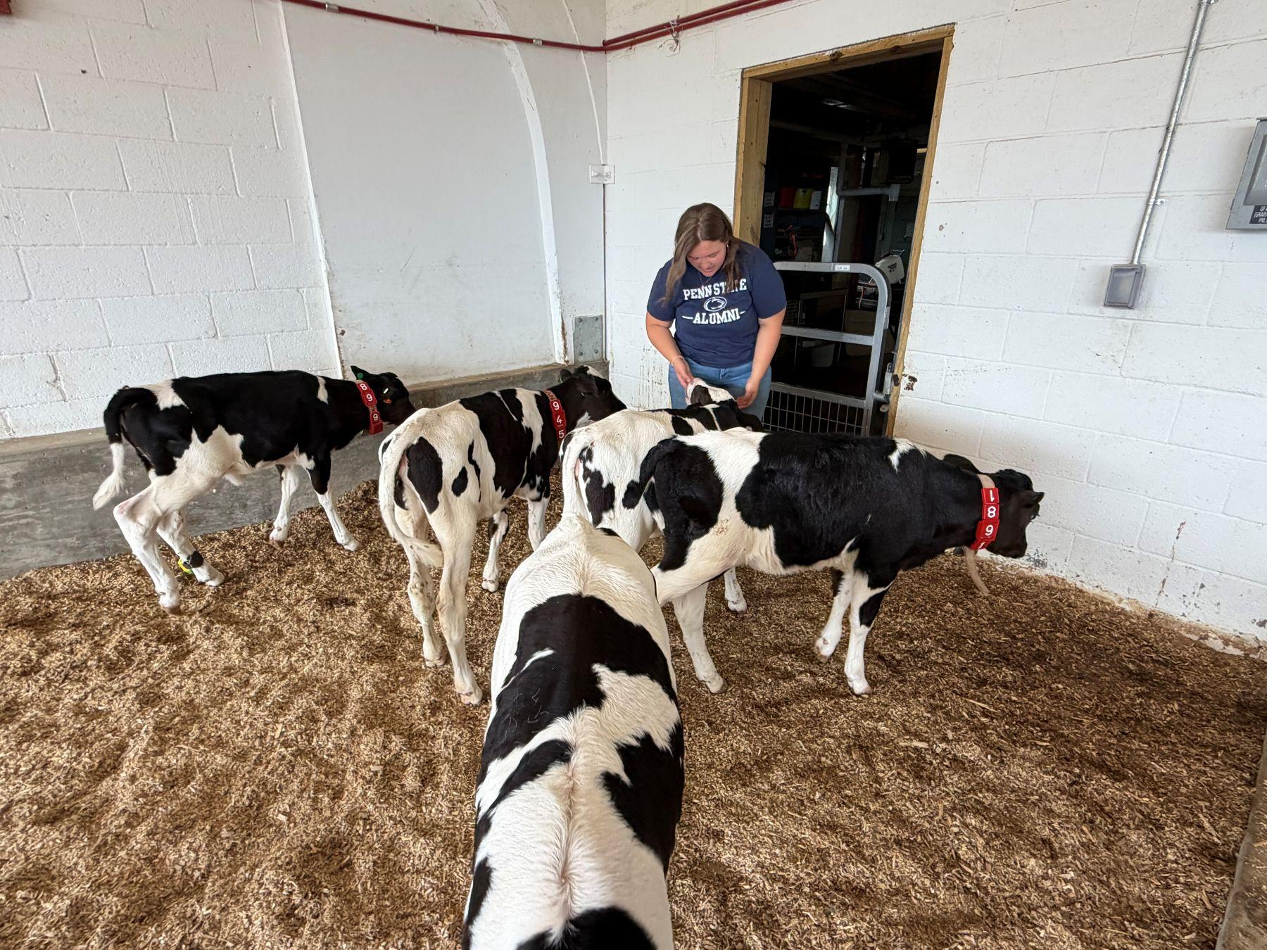 Hannah Mansfield caring for dairy calves.
