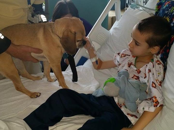 A child wearing a hospital gown sits in a hospital bed holding a stuffed toy while gently reaching toward a therapy dog standing on the bed.
