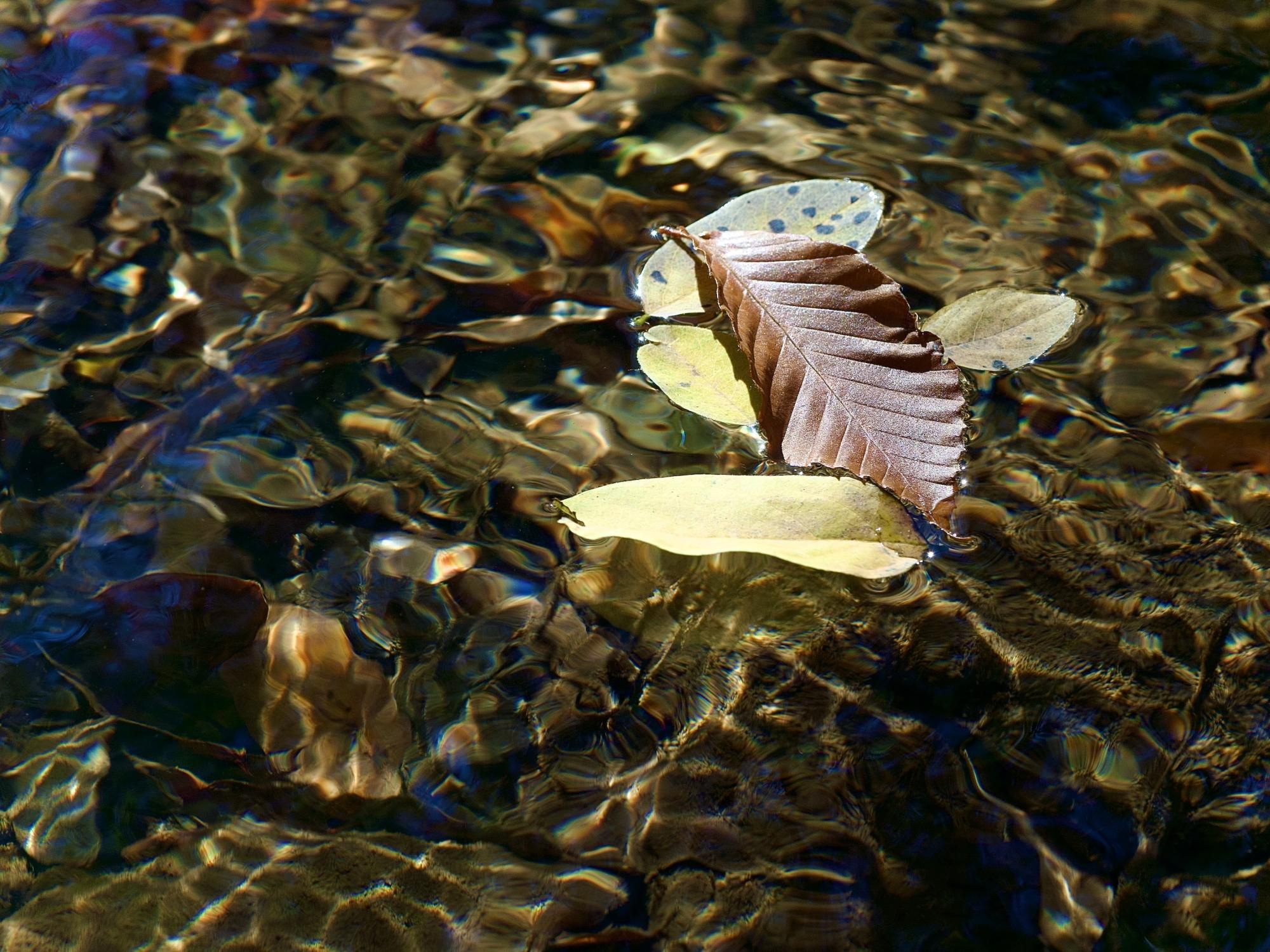A close-up photo of several fall leaves floating in a creek