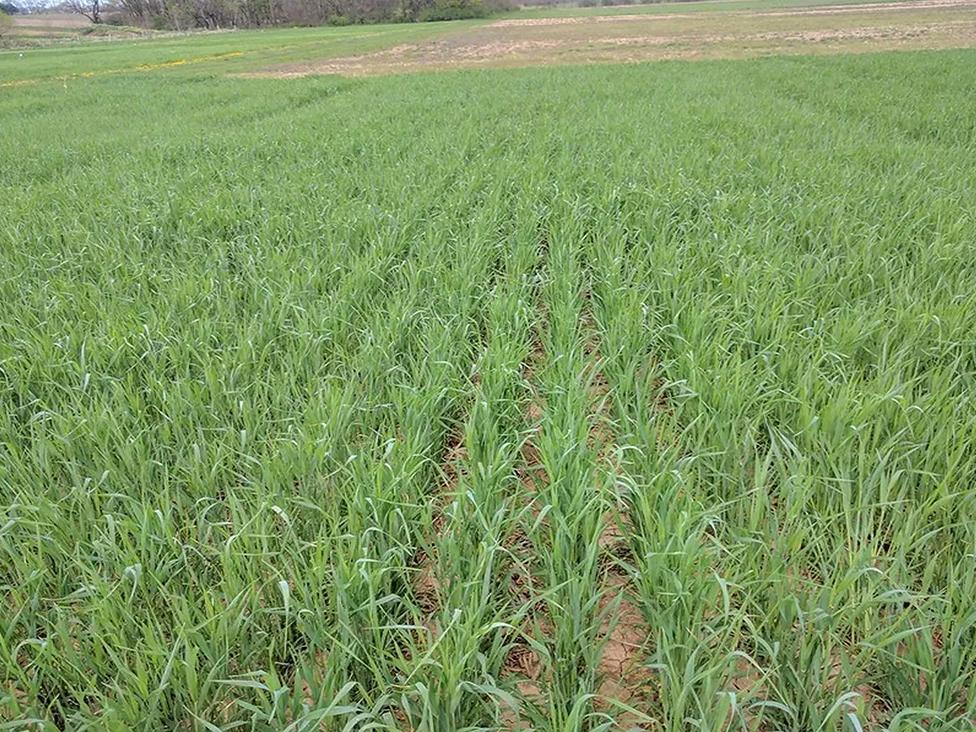 cover crop