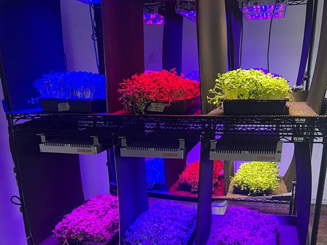rack of lighteed microgreens