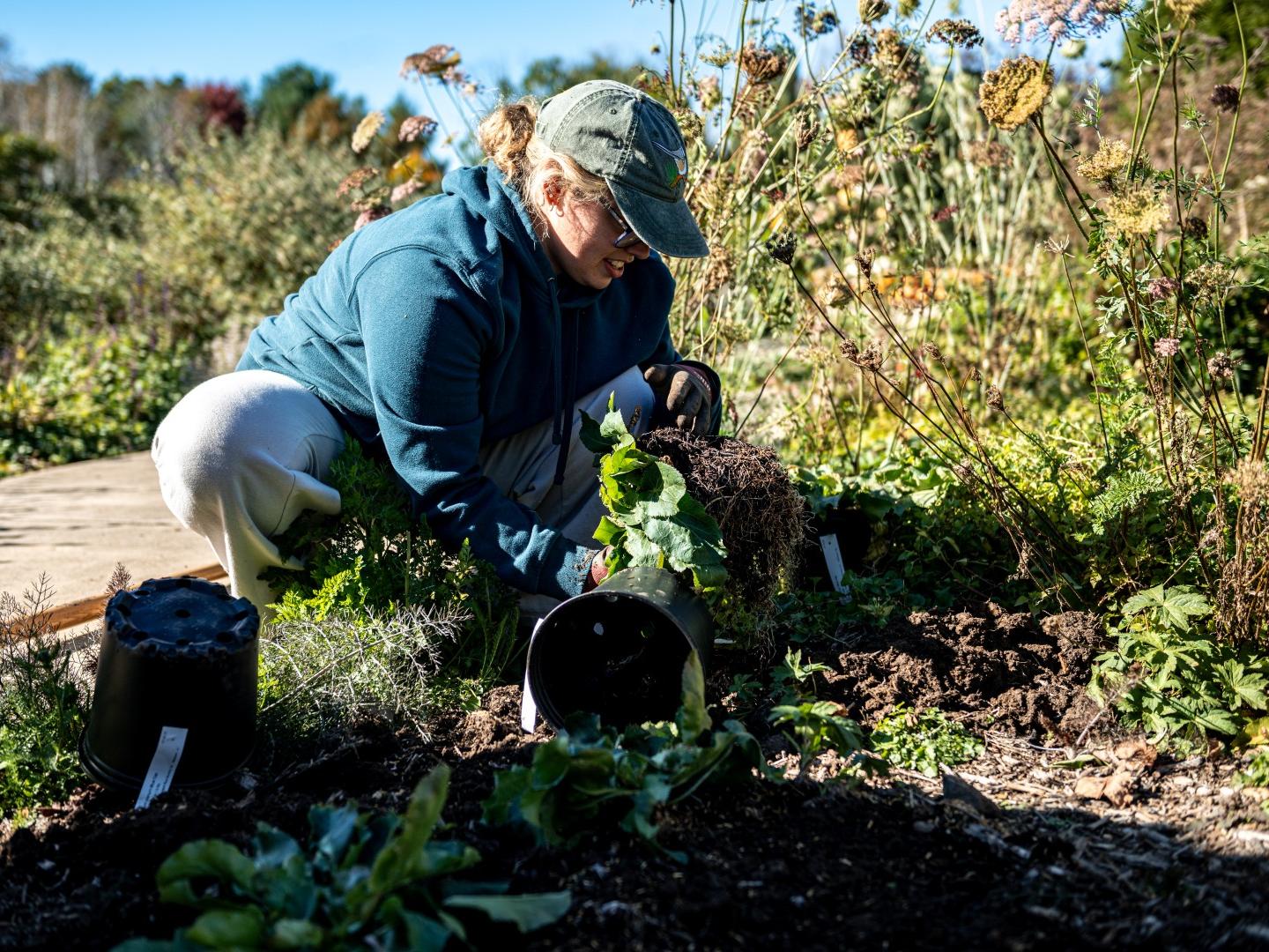 A student prepares to place a potted plant into the ground