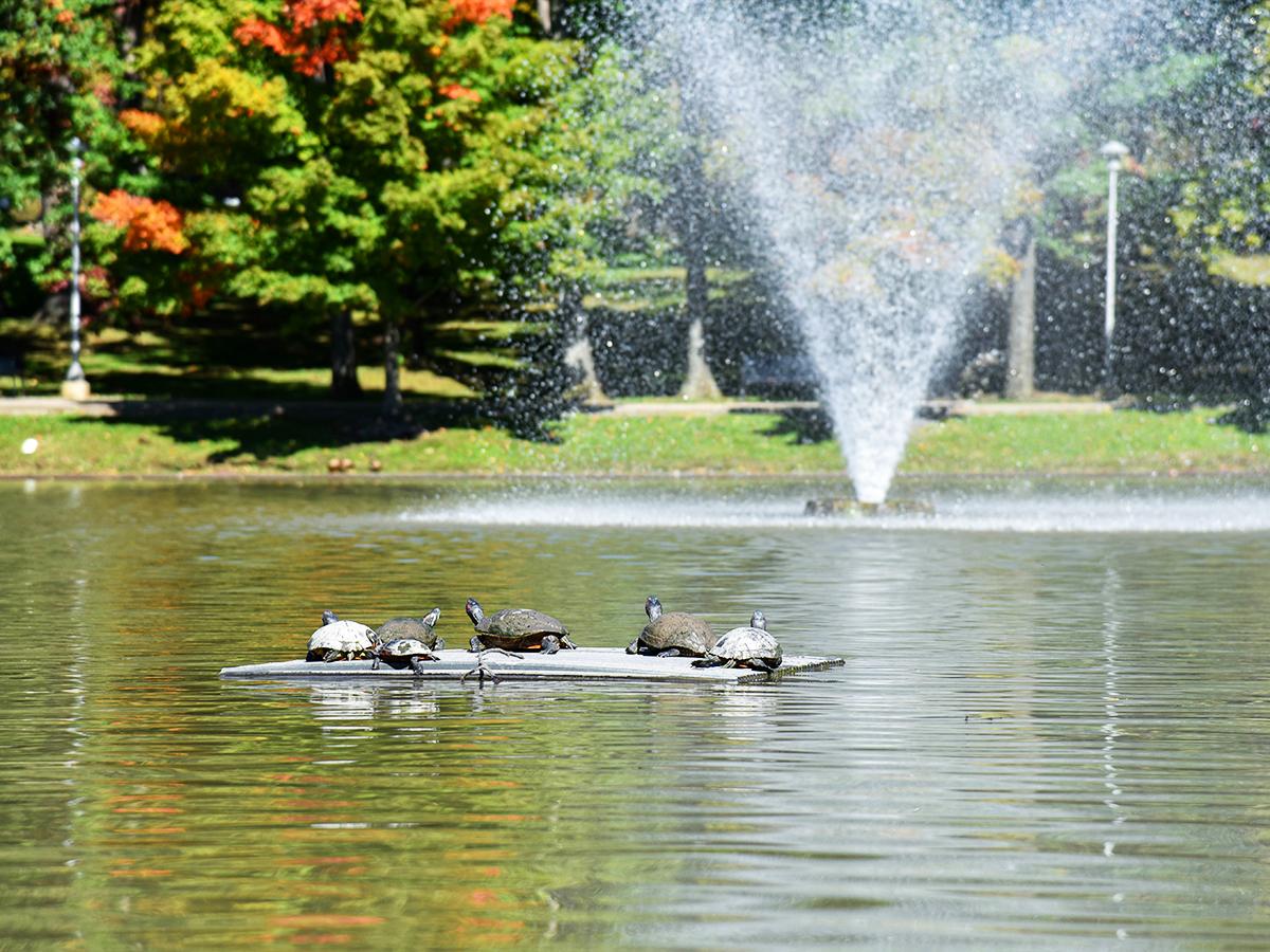 Five turtles bask in the sun on a floating platform in a pond, with a spraying fountain and colorful fall foliage in the background.