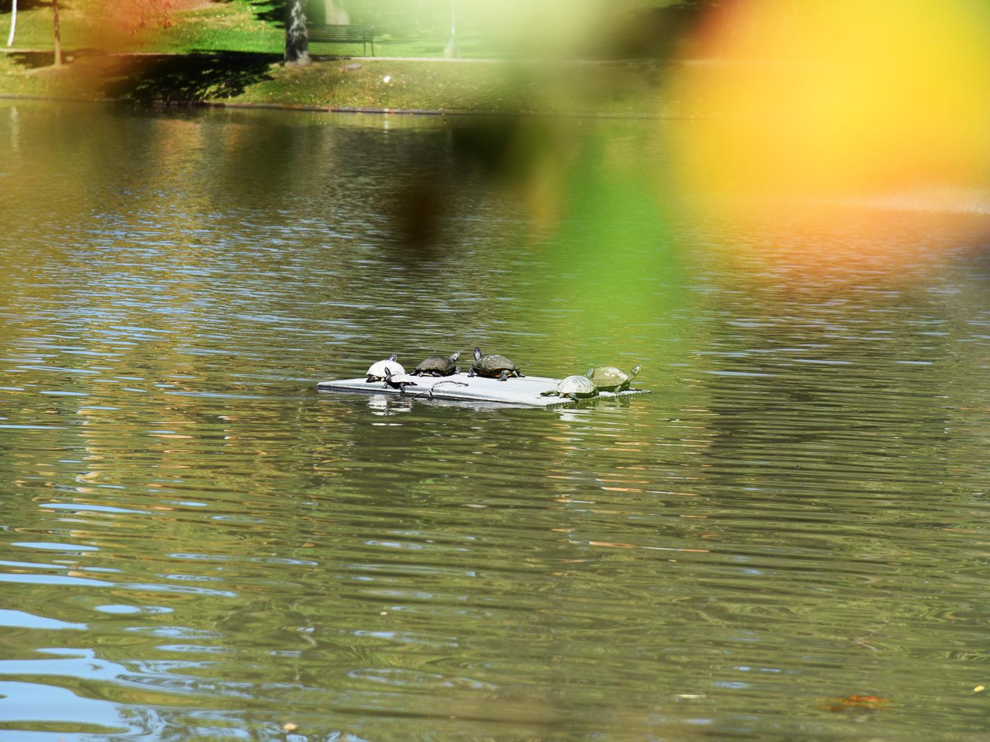 Five turtles bask in the sun on a floating platform in a pond, with colorful autumn leaves blurred in the foreground.