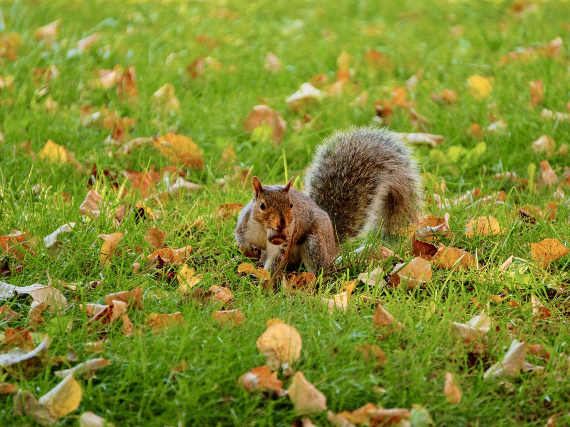 Squirrel with a nut in its mouth, standing on grass with scattered autumn leaves
