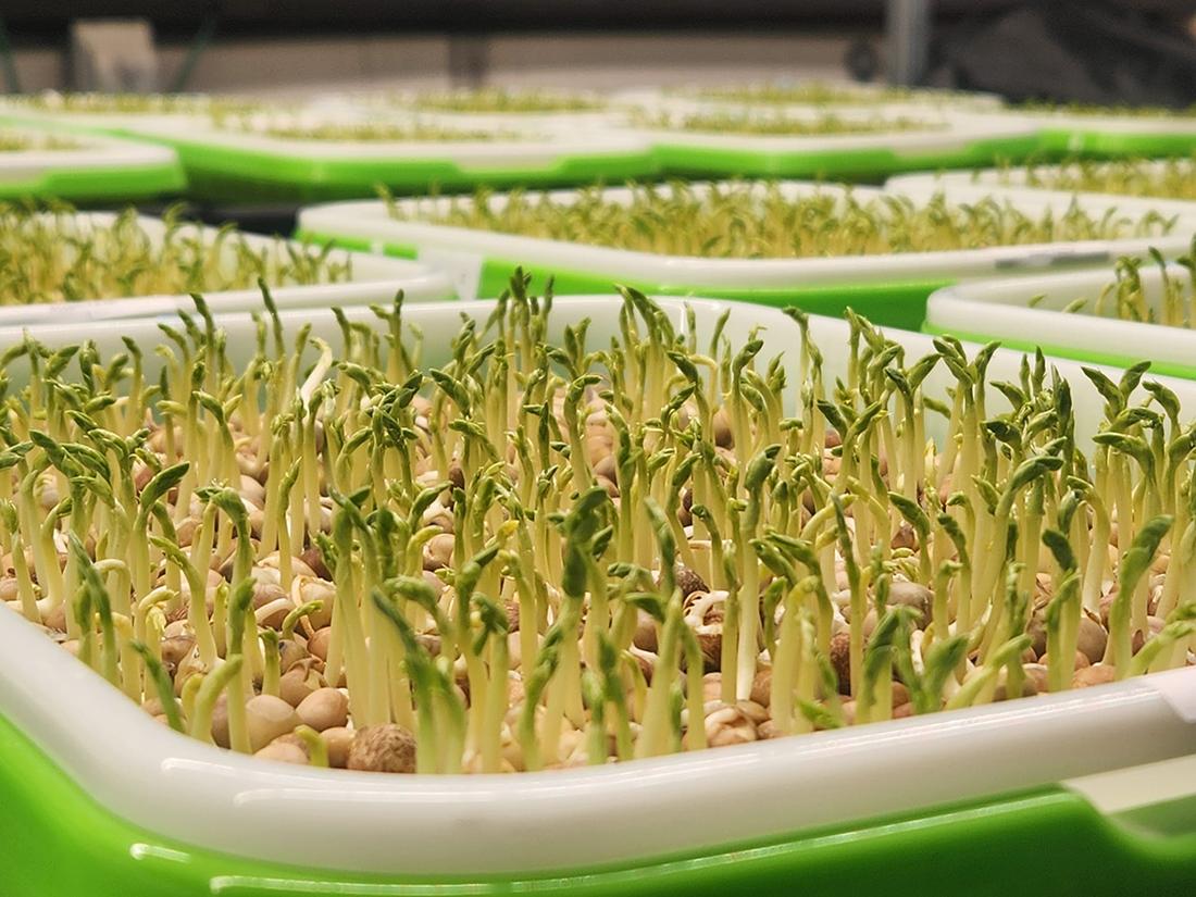 pea sprouts 