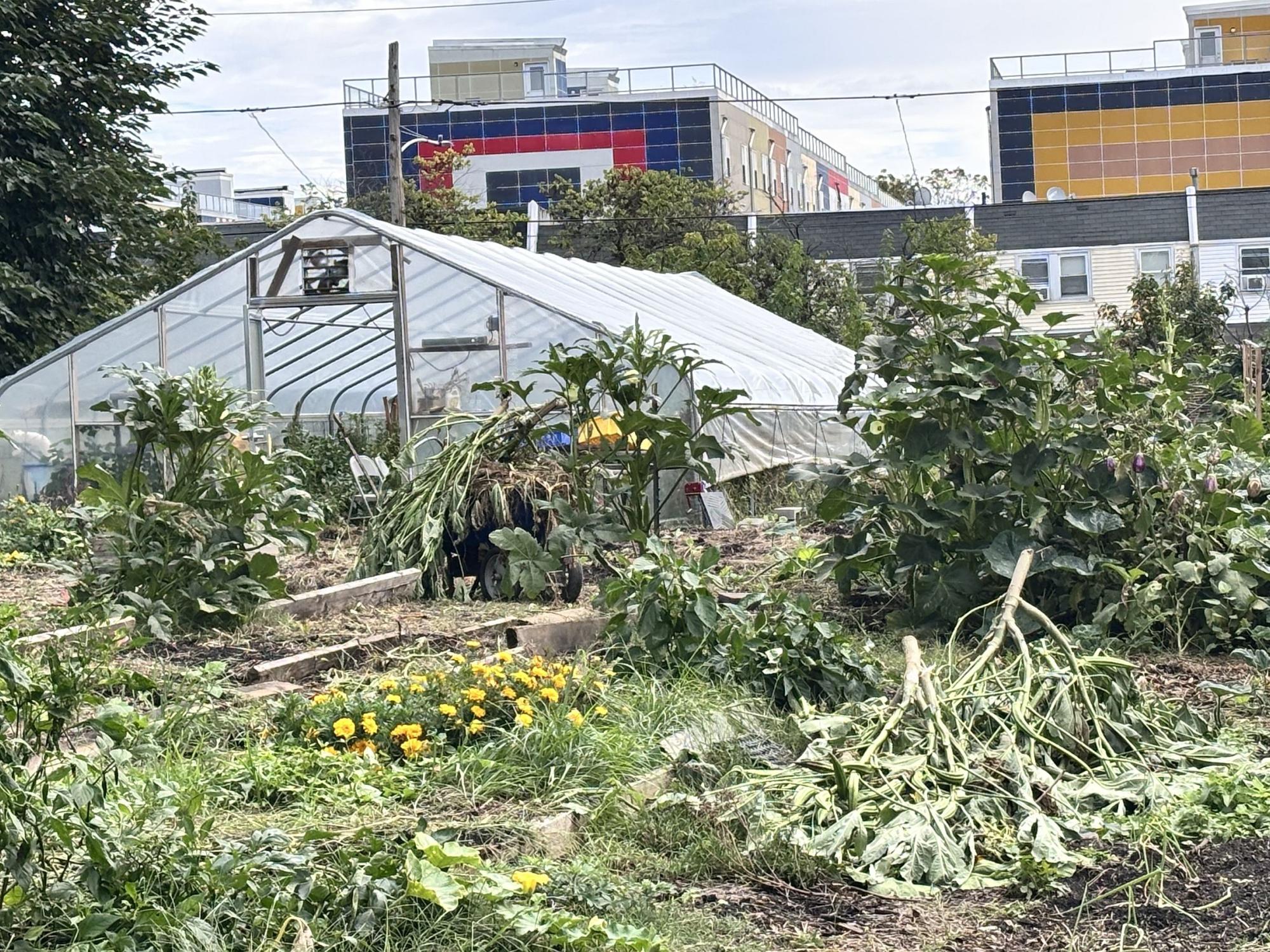 Mill Creek urban farm