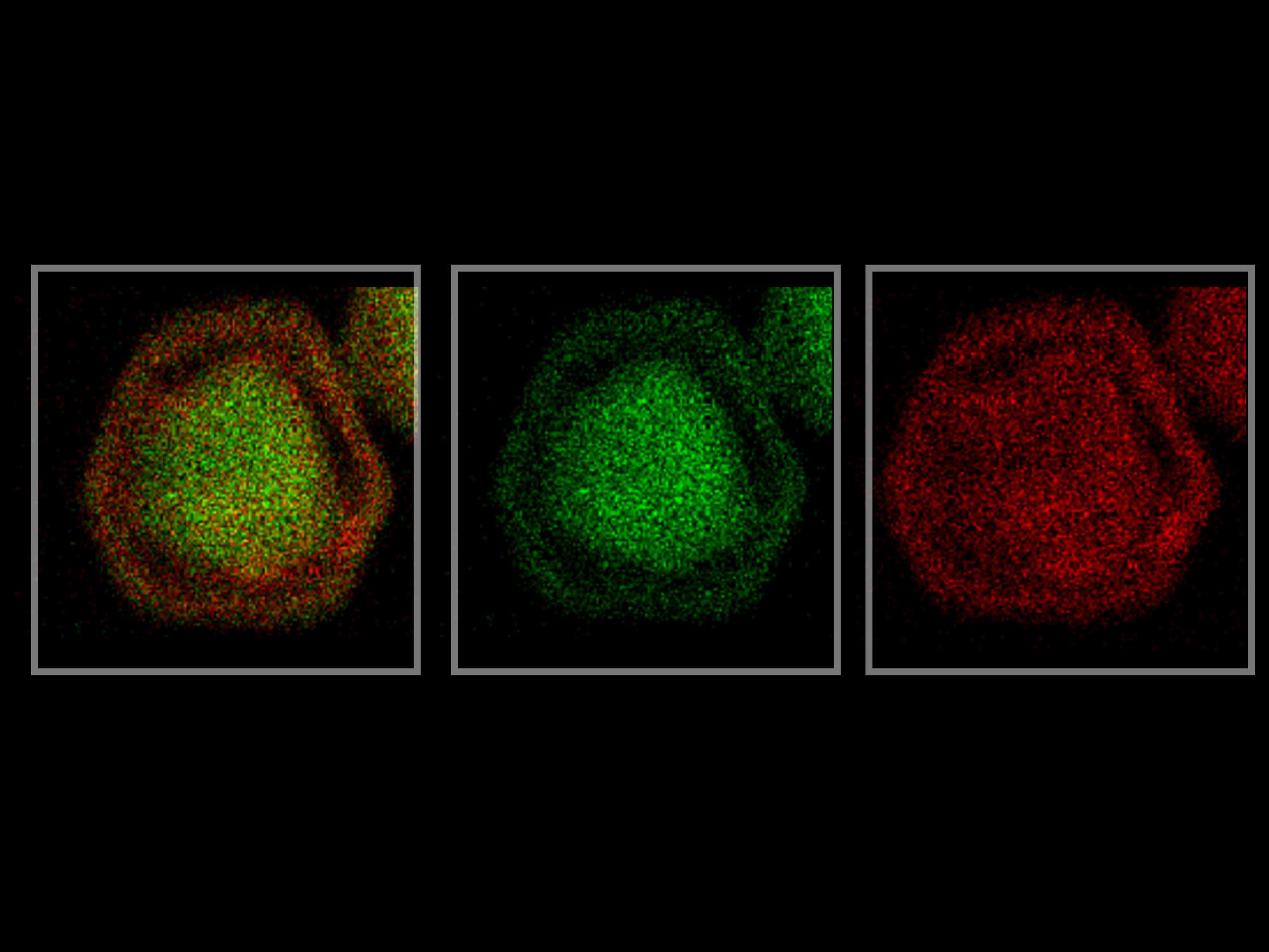 transmission electron microscopy images of a gold-silver-gold nanoparticle