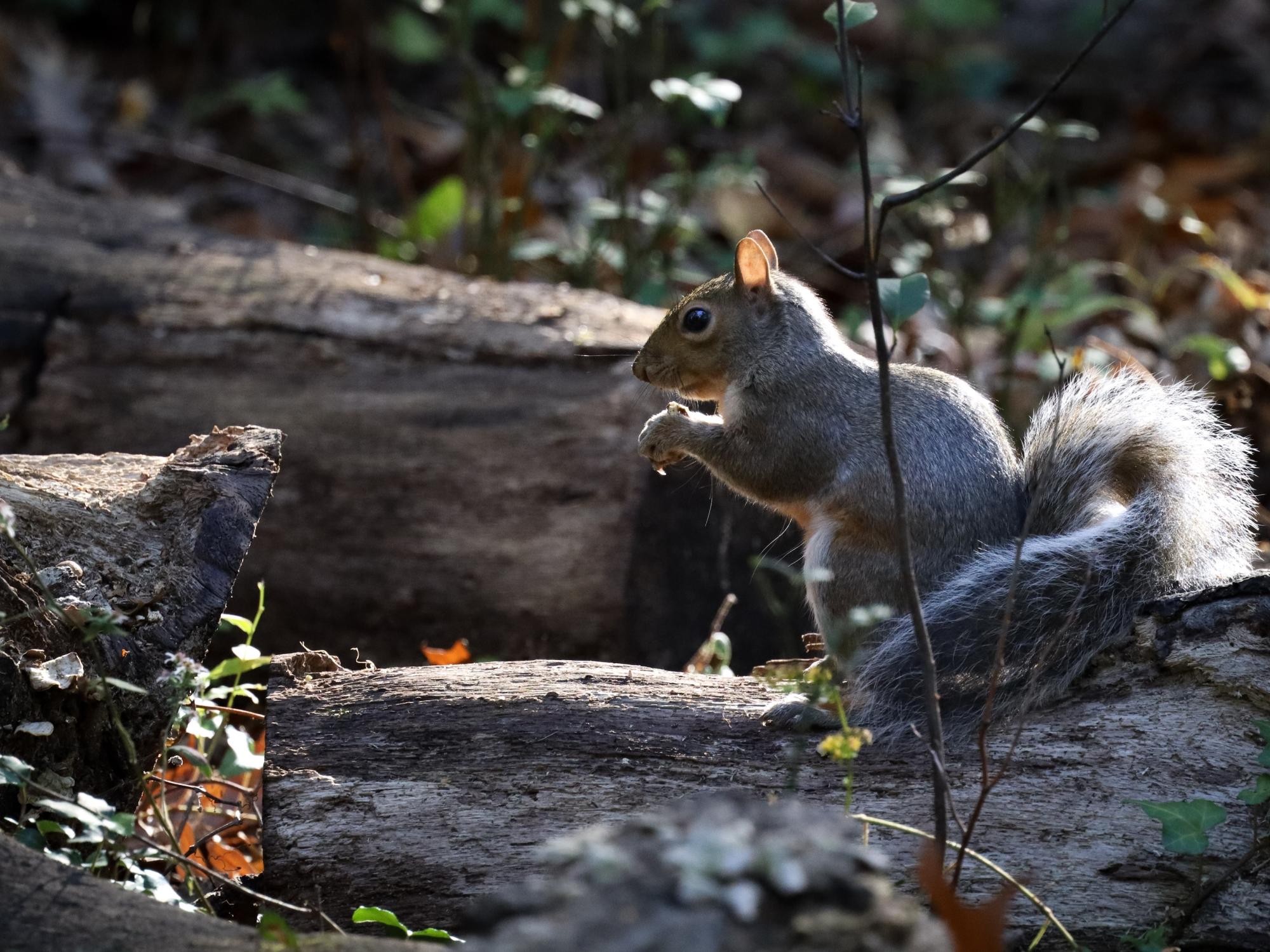 A squirrel eating a nut in the woods as the sun shines through trees.