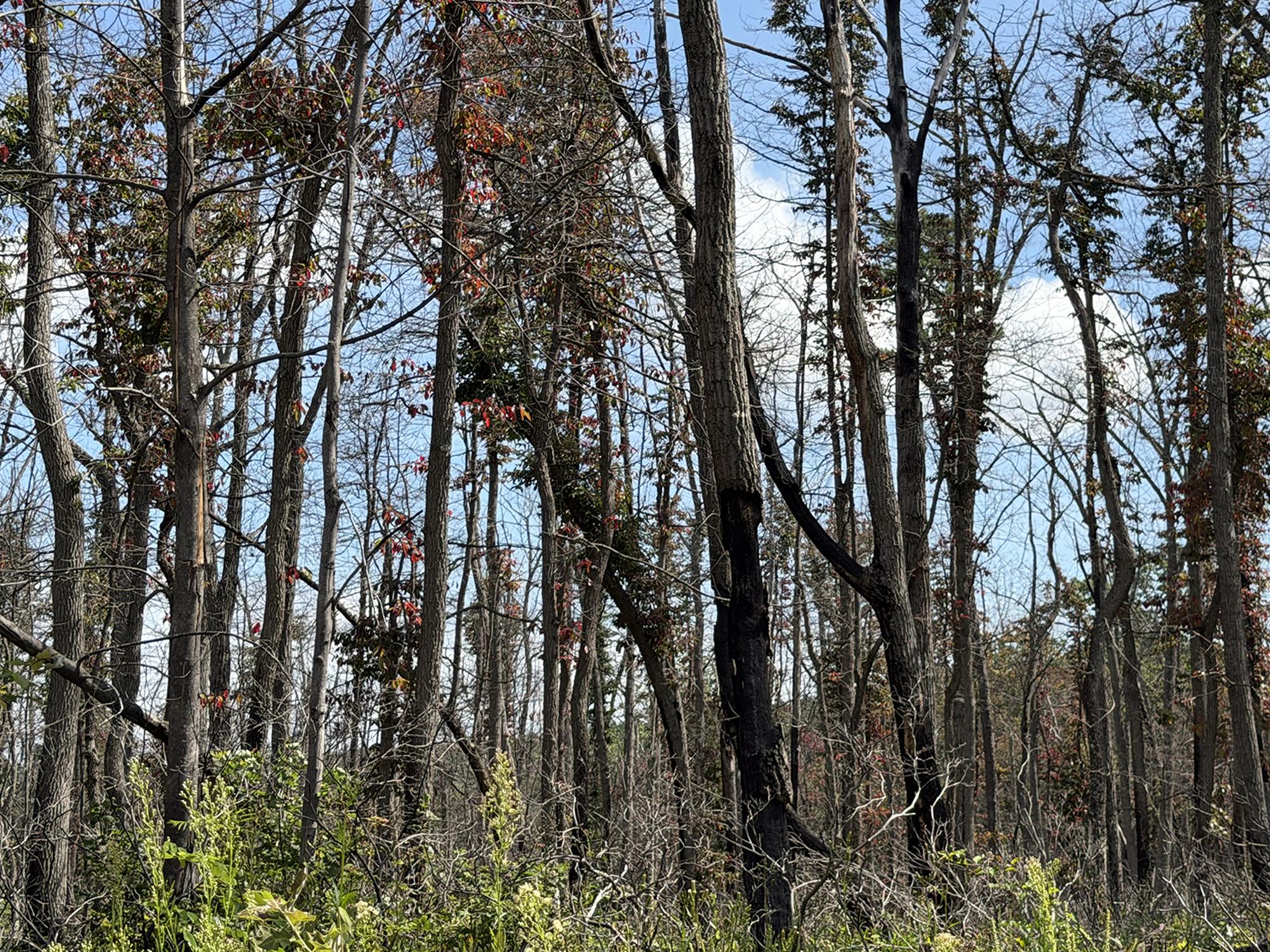Trees with few leaves and a line of burned black bark on the trunks