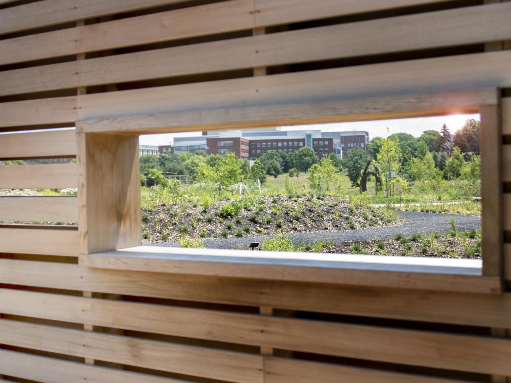 Bird House window