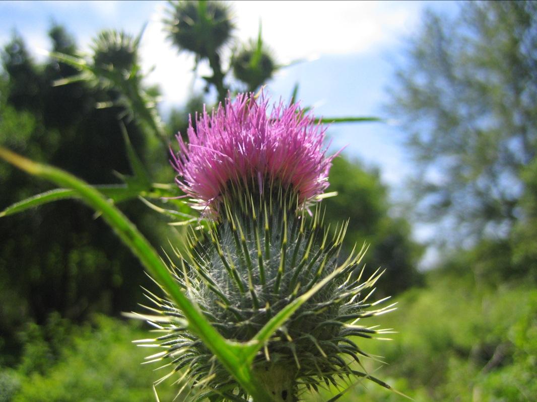 Close up of bull thistle flower