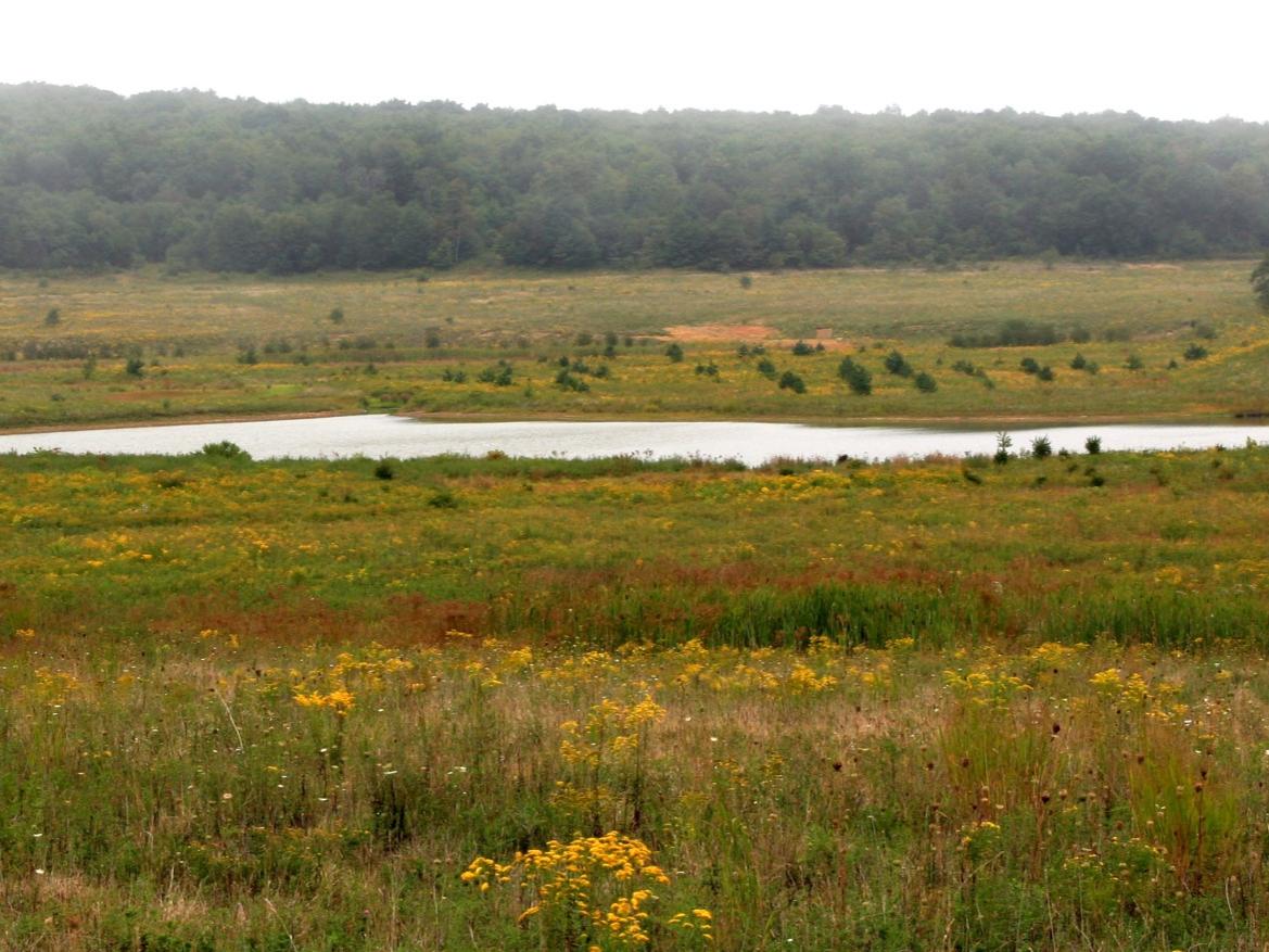 Field of plants at Flight 93 Memorial.