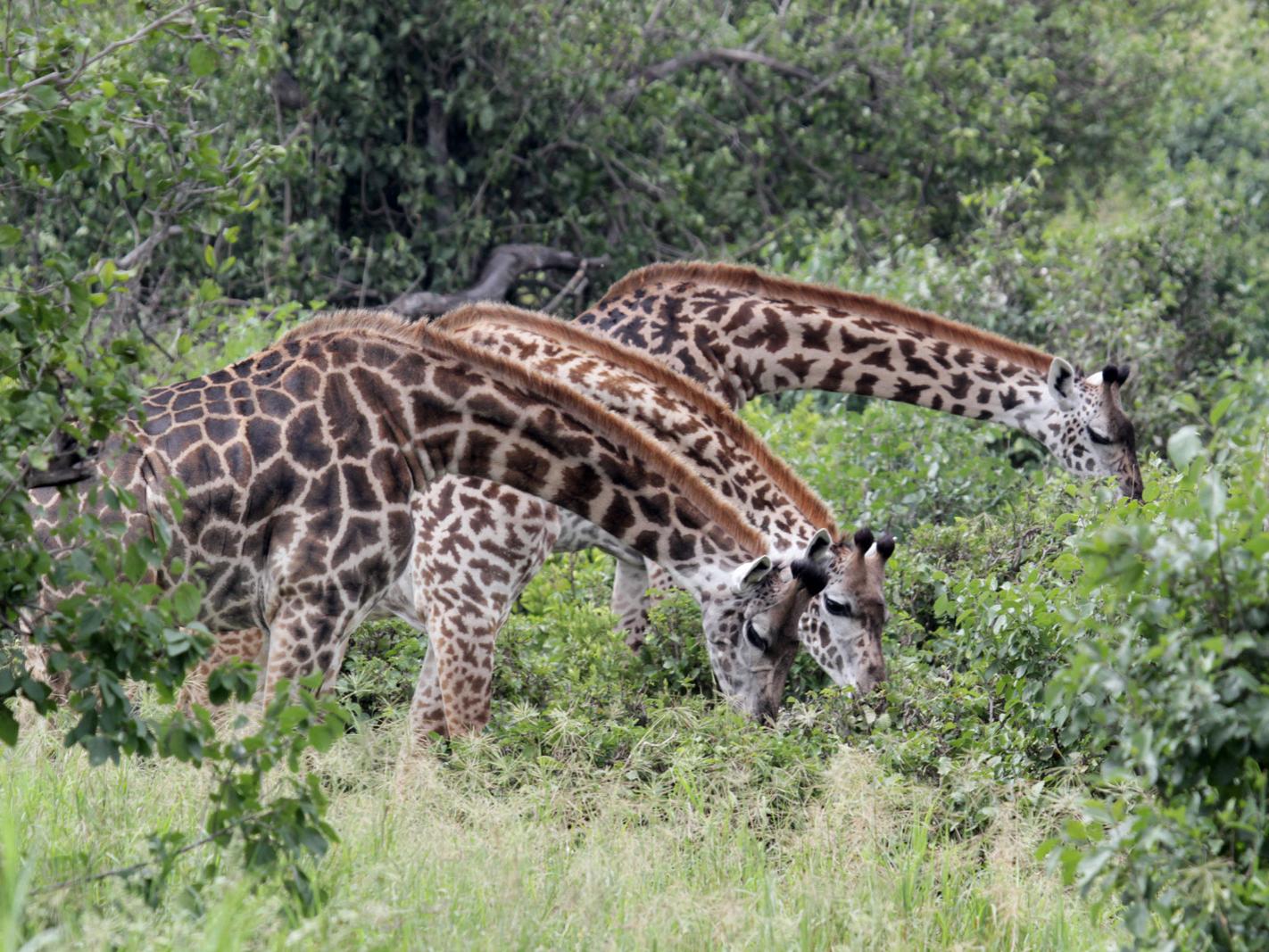 Giraffes foraging amongst trees