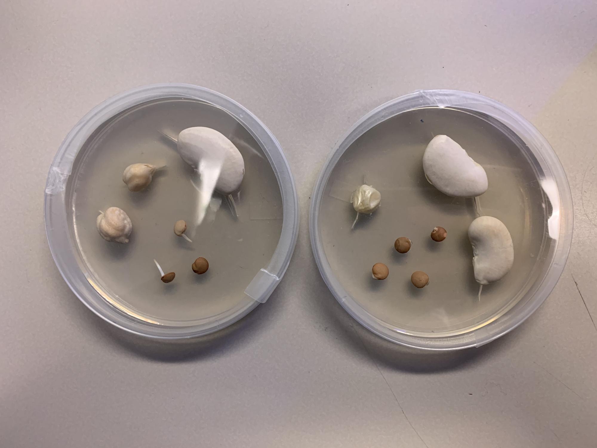 Fungal Jungle
