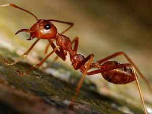red ant